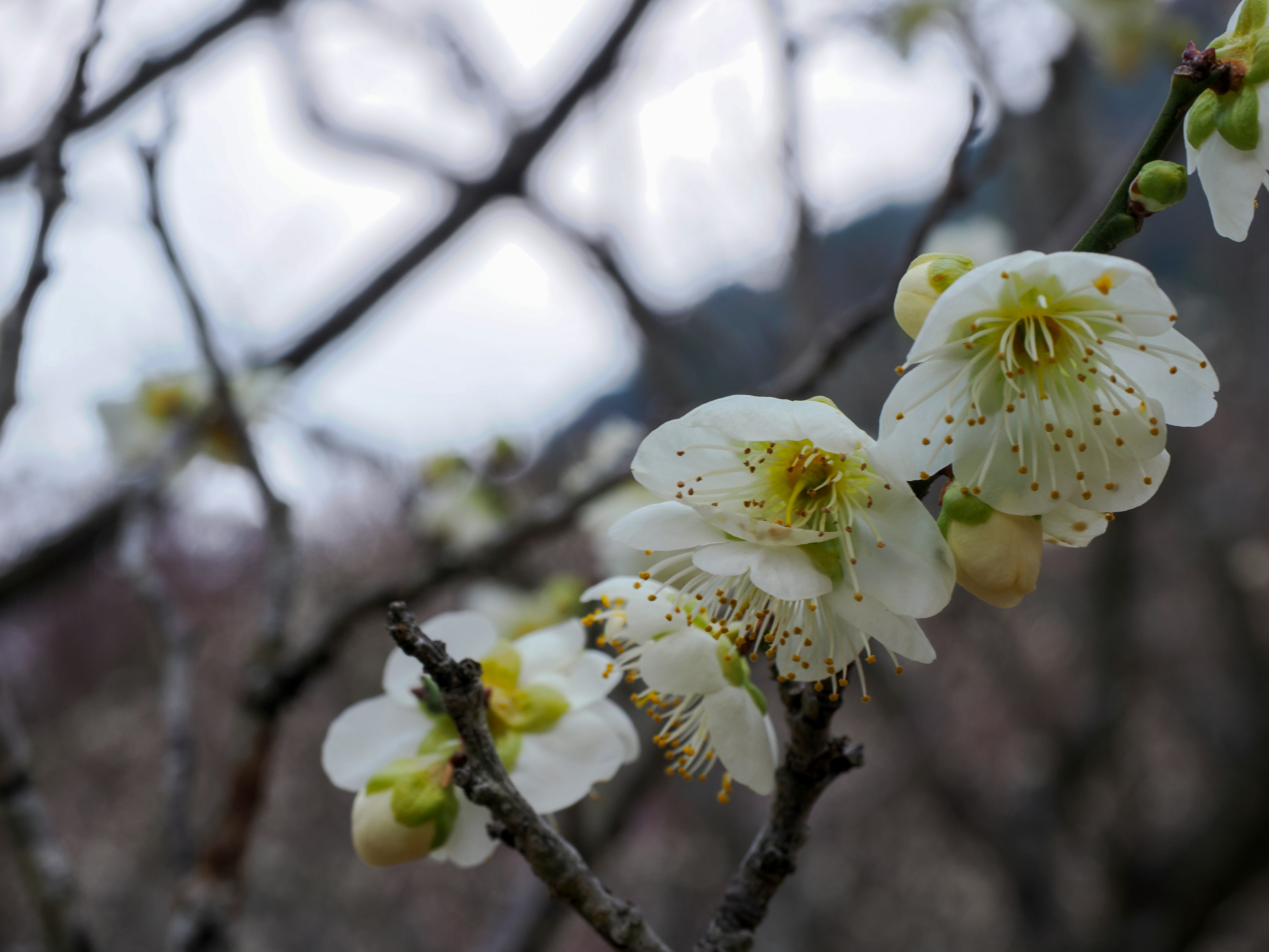 Primo piano di fiori di prugno bianchi su un ramo