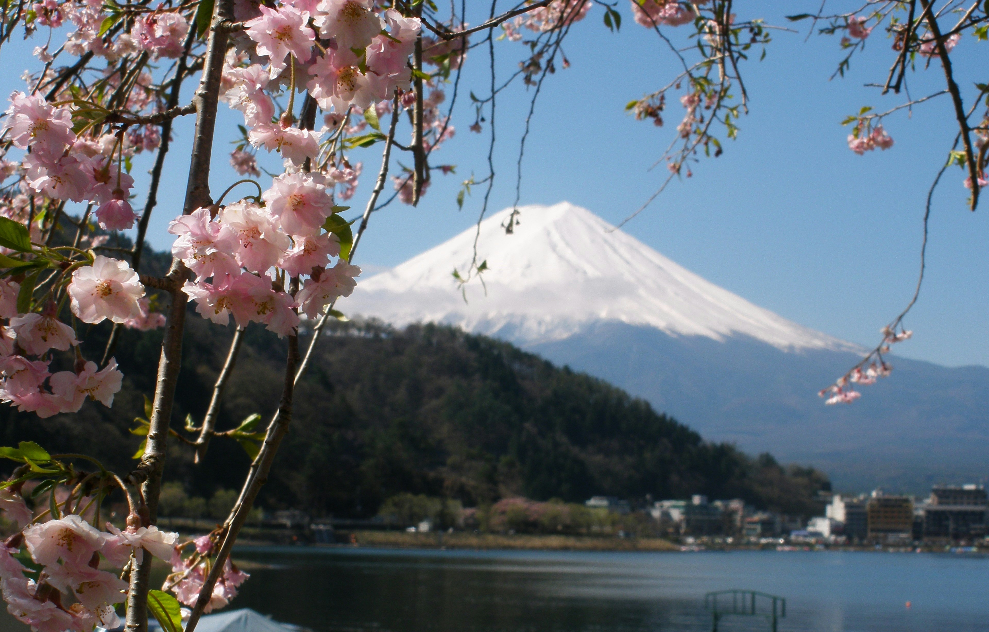 Beautiful landscape of cherry blossoms and Mount Fuji