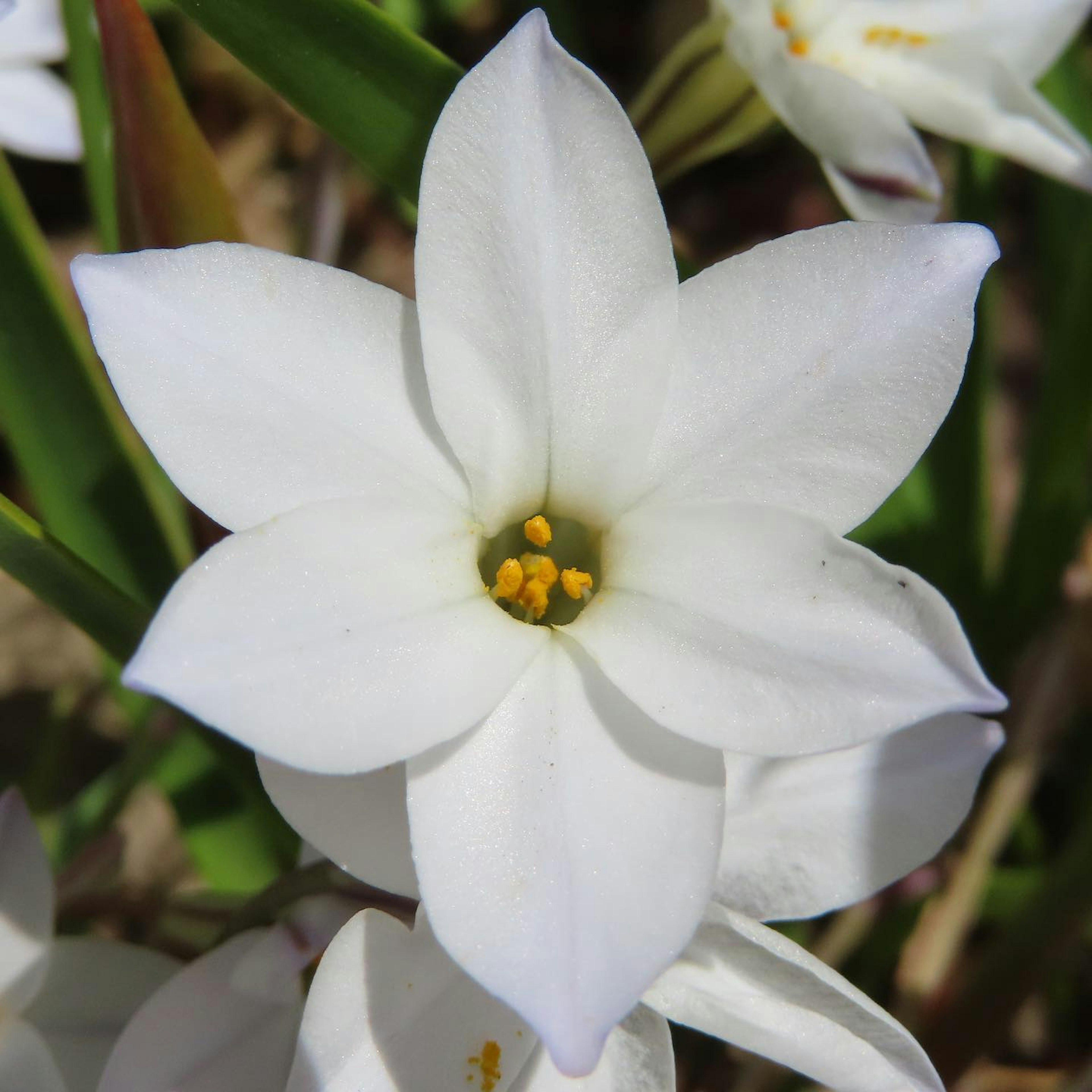 Nahaufnahme einer weißen Blume mit gelben Staubblättern in der Mitte