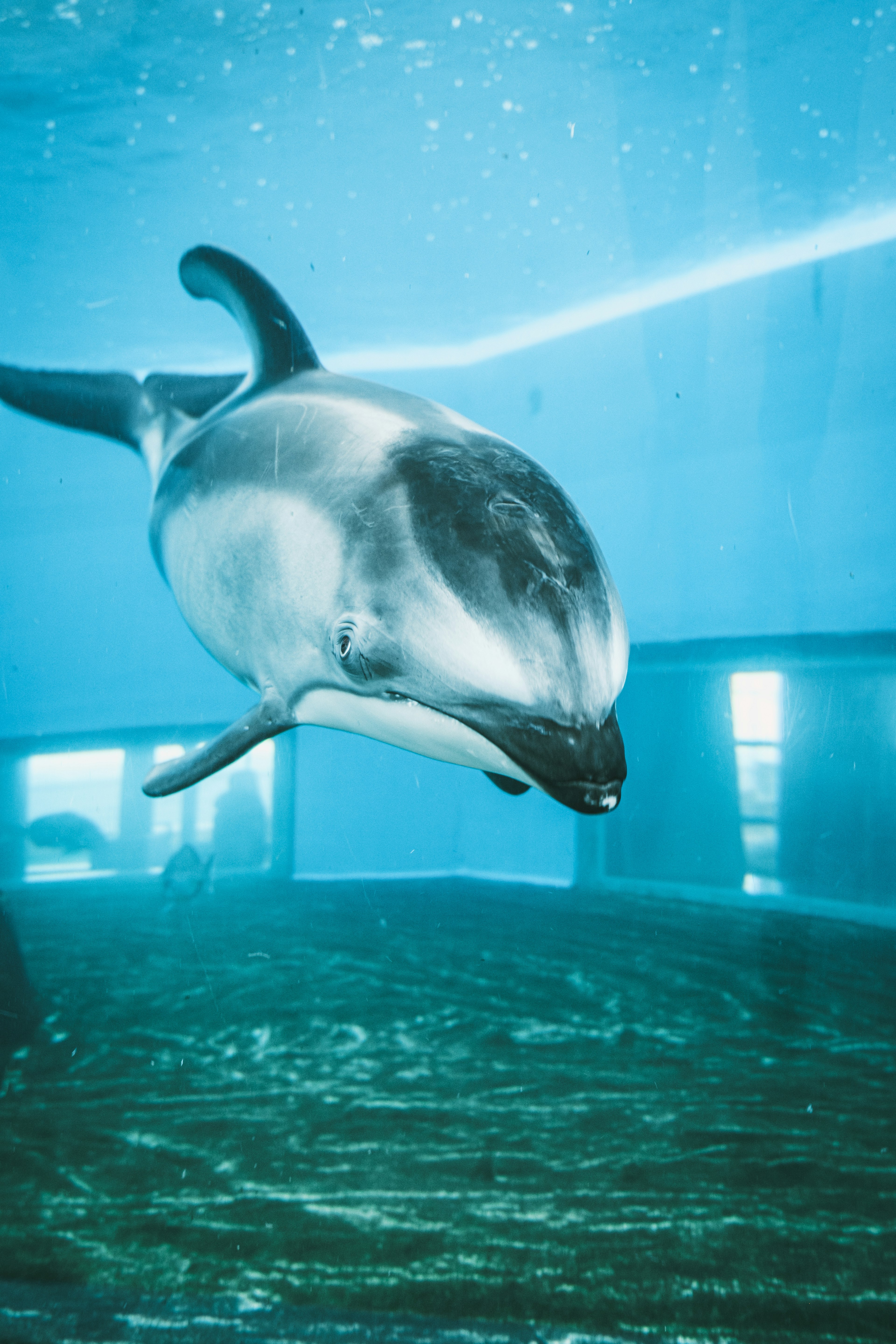 A dolphin swimming underwater with a vibrant appearance and a blue background