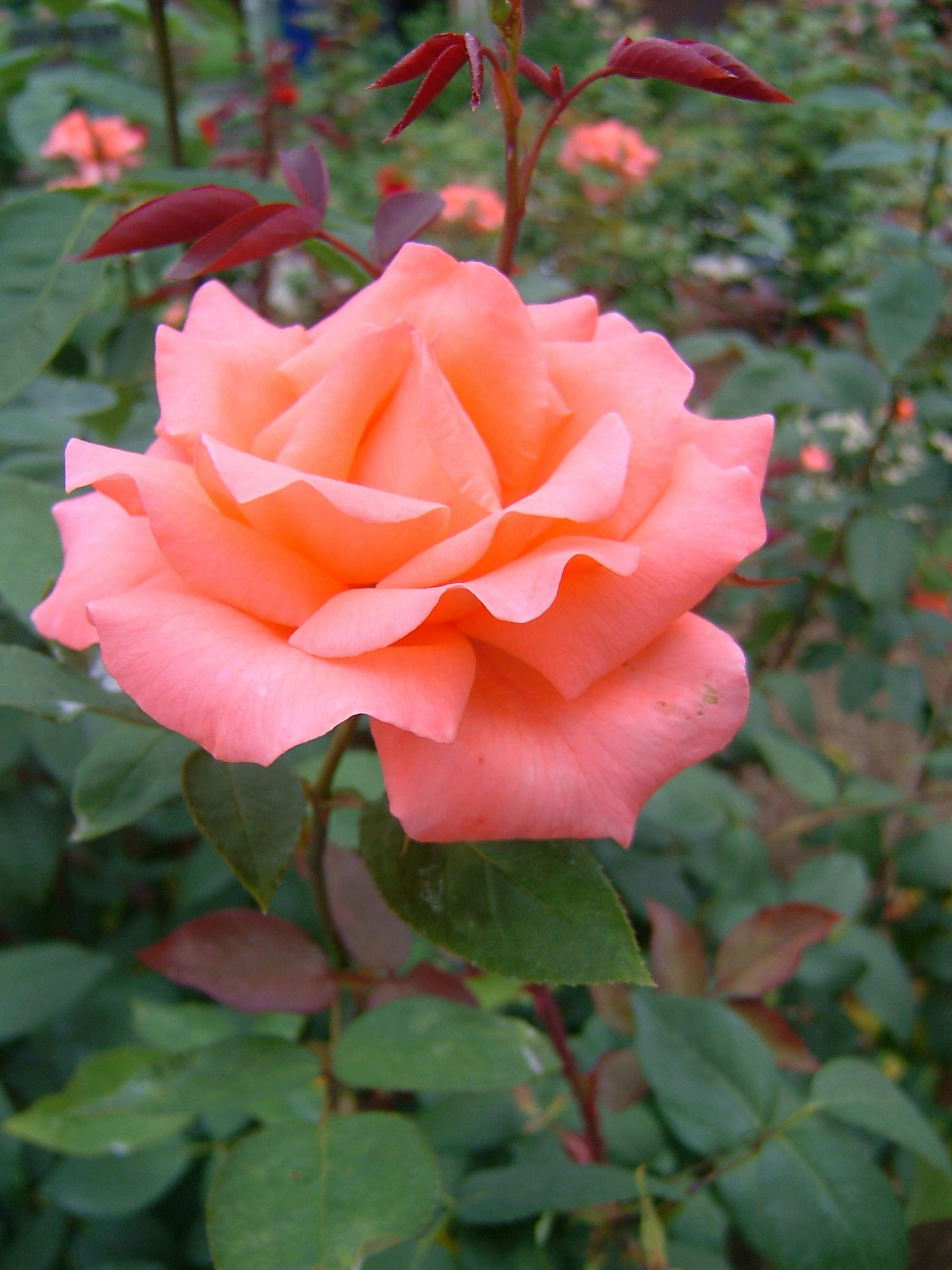 Una hermosa flor de rosa rosa en plena floración