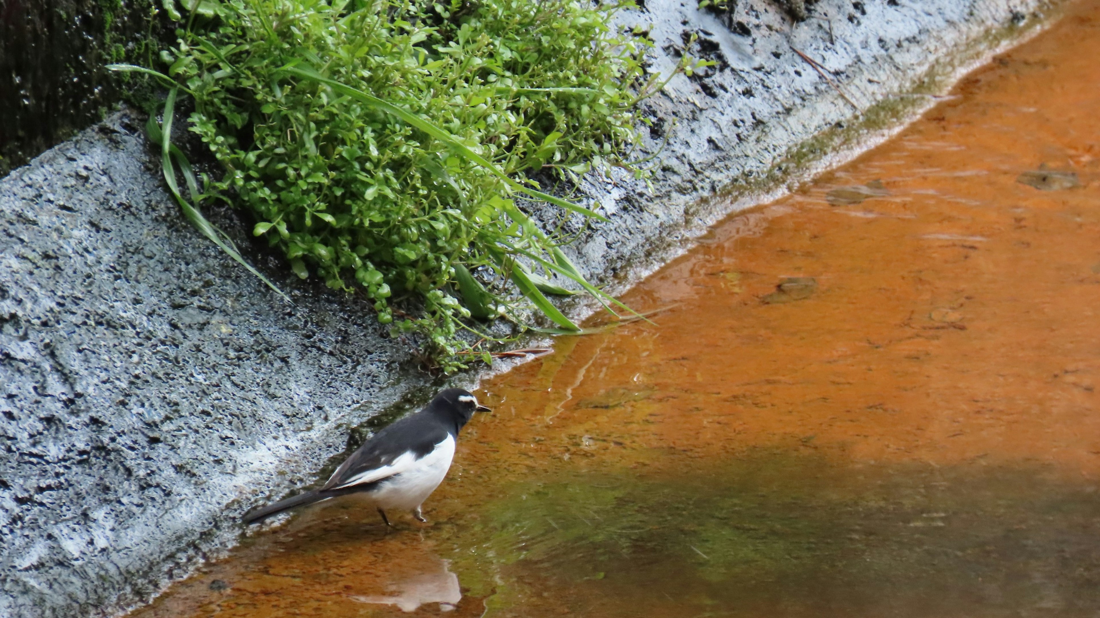 Vogel am Wasser mit grünen Pflanzen