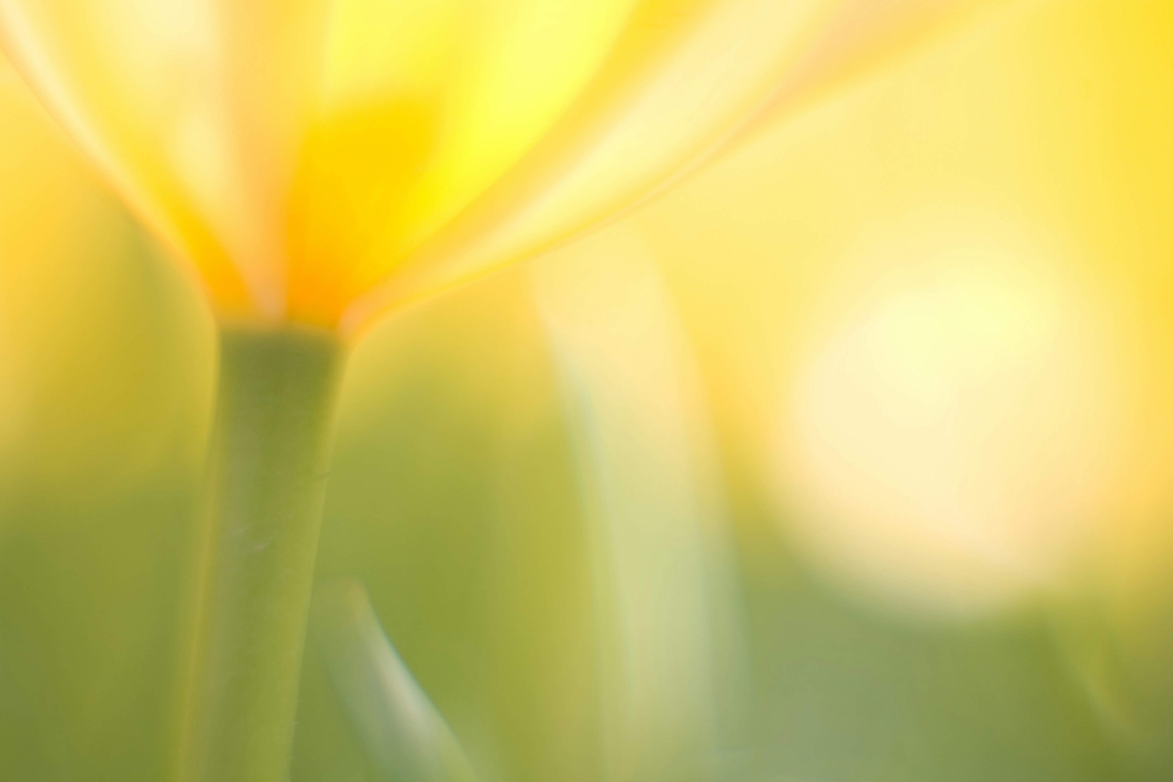 Verschwommene Aufnahme einer sanften gelben Blume