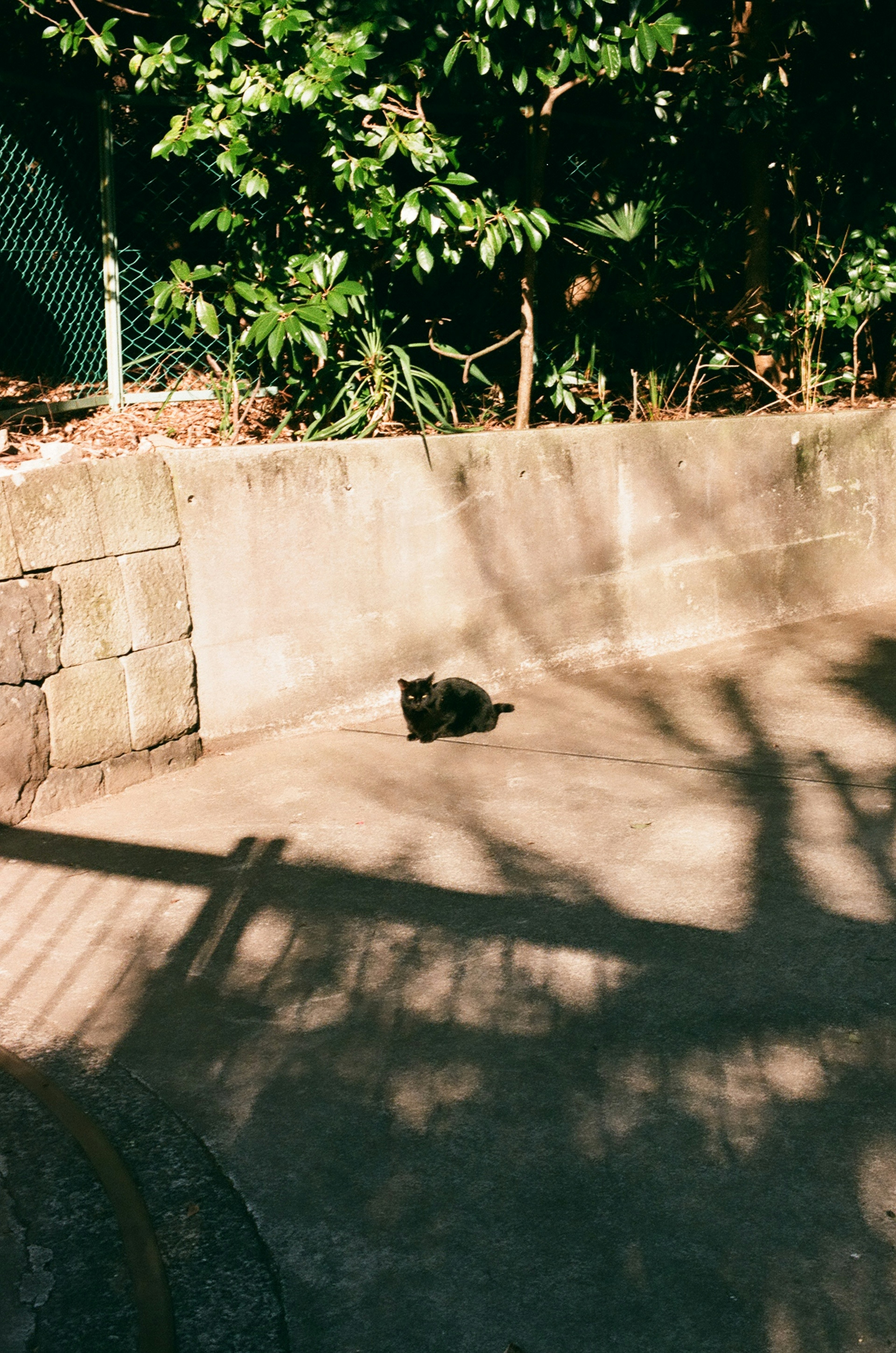 A black cat resting on a concrete surface with shadows and greenery in the background