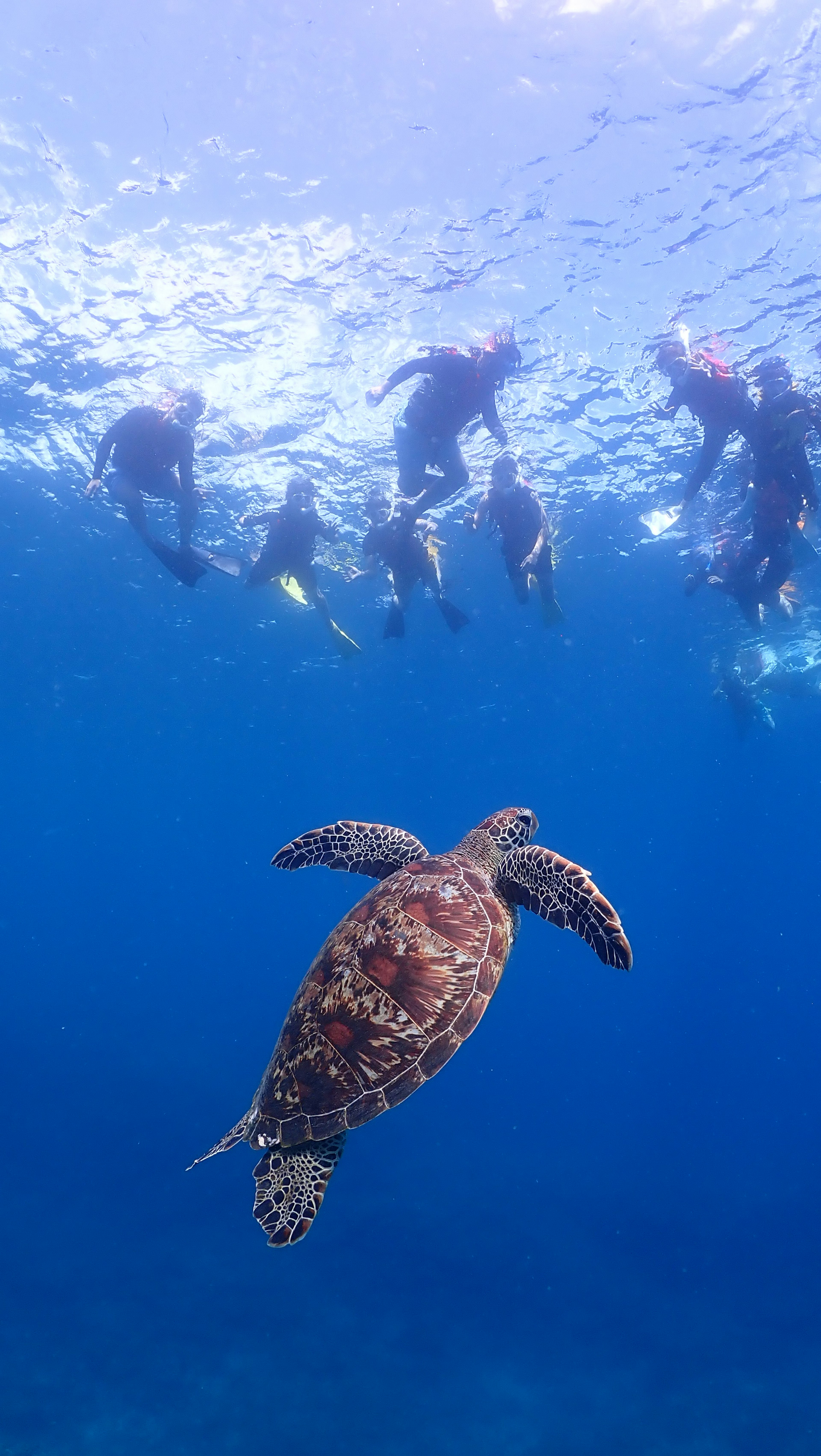 A sea turtle swimming underwater with snorkelers in the background