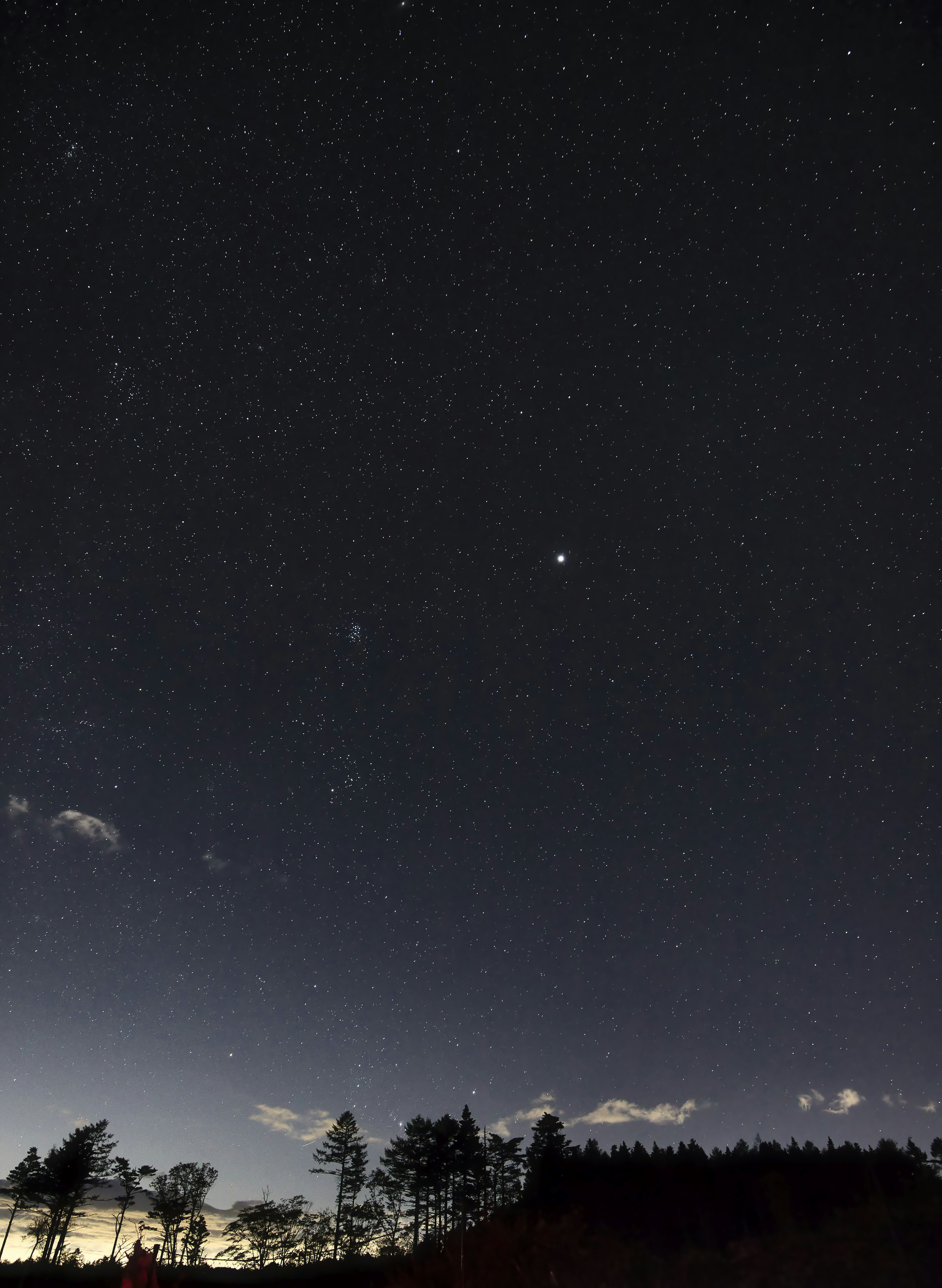 Cielo nocturno estrellado con árboles en silueta