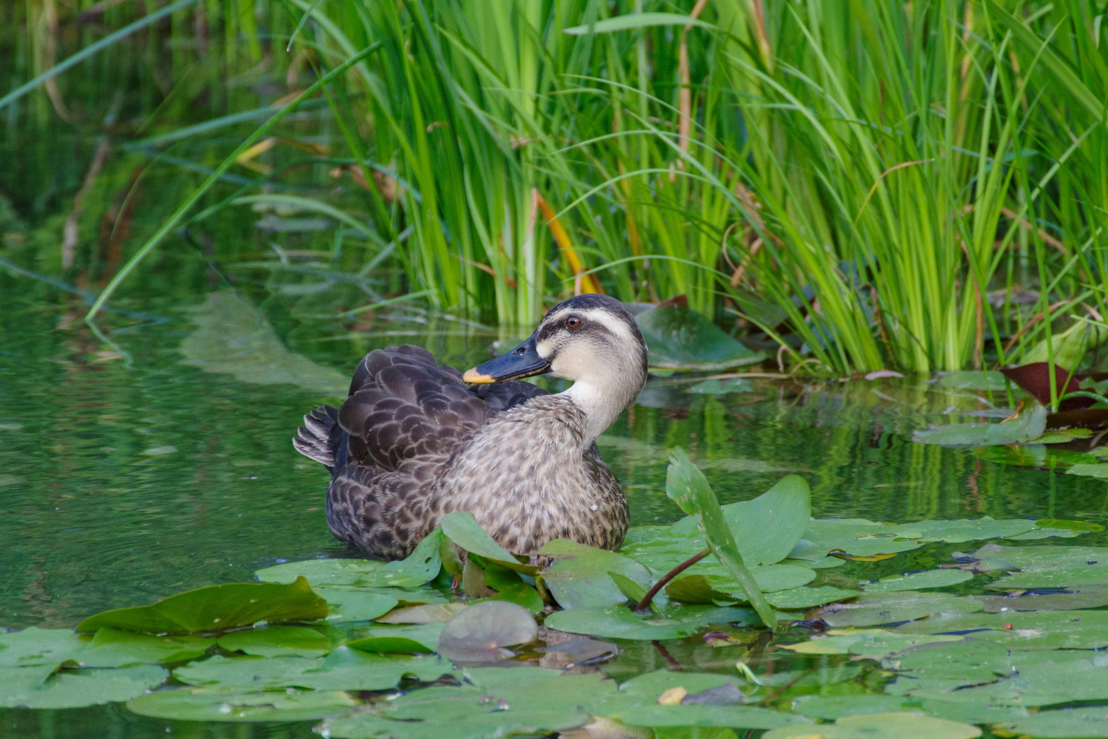 Un pato acicalándose en un estanque rodeado de vegetación verde