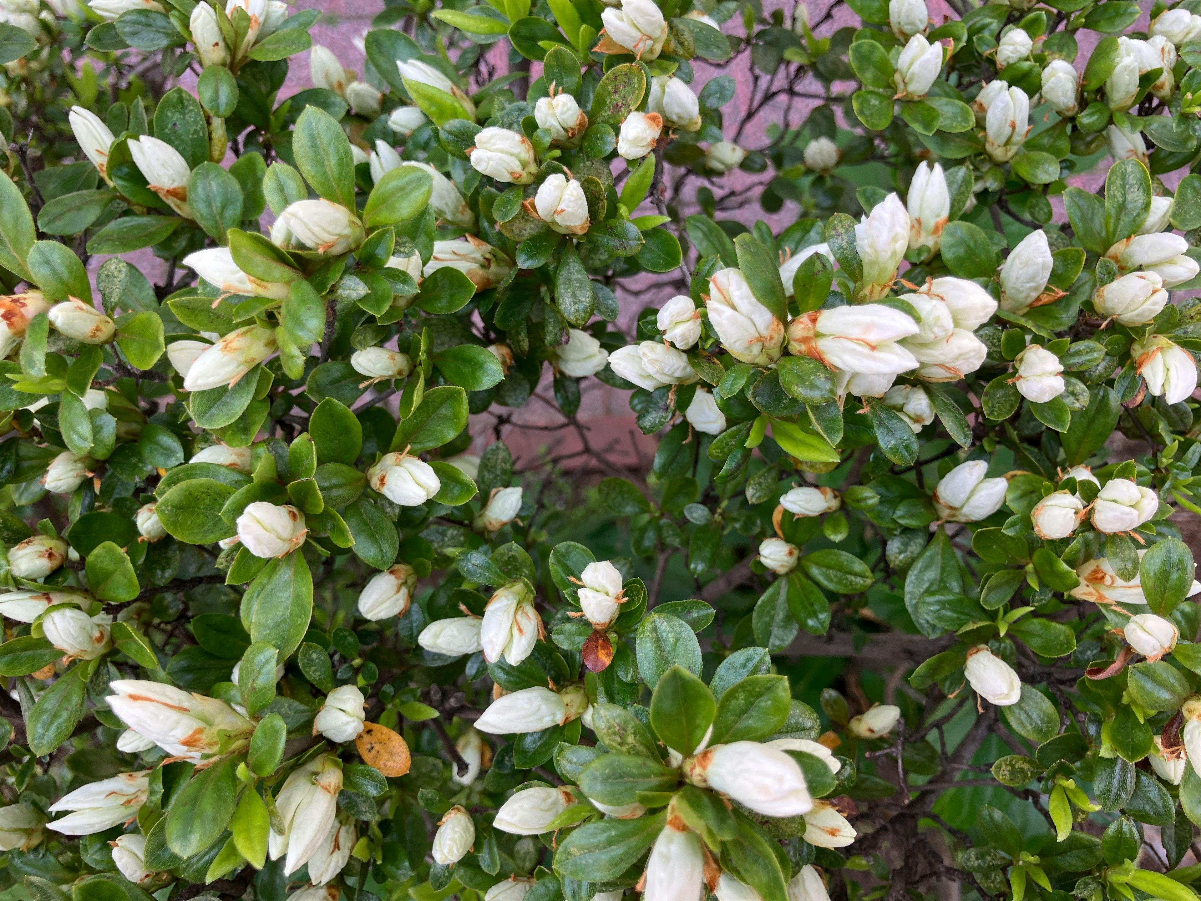 白い花のつぼみがある緑の葉の生い茂った植物