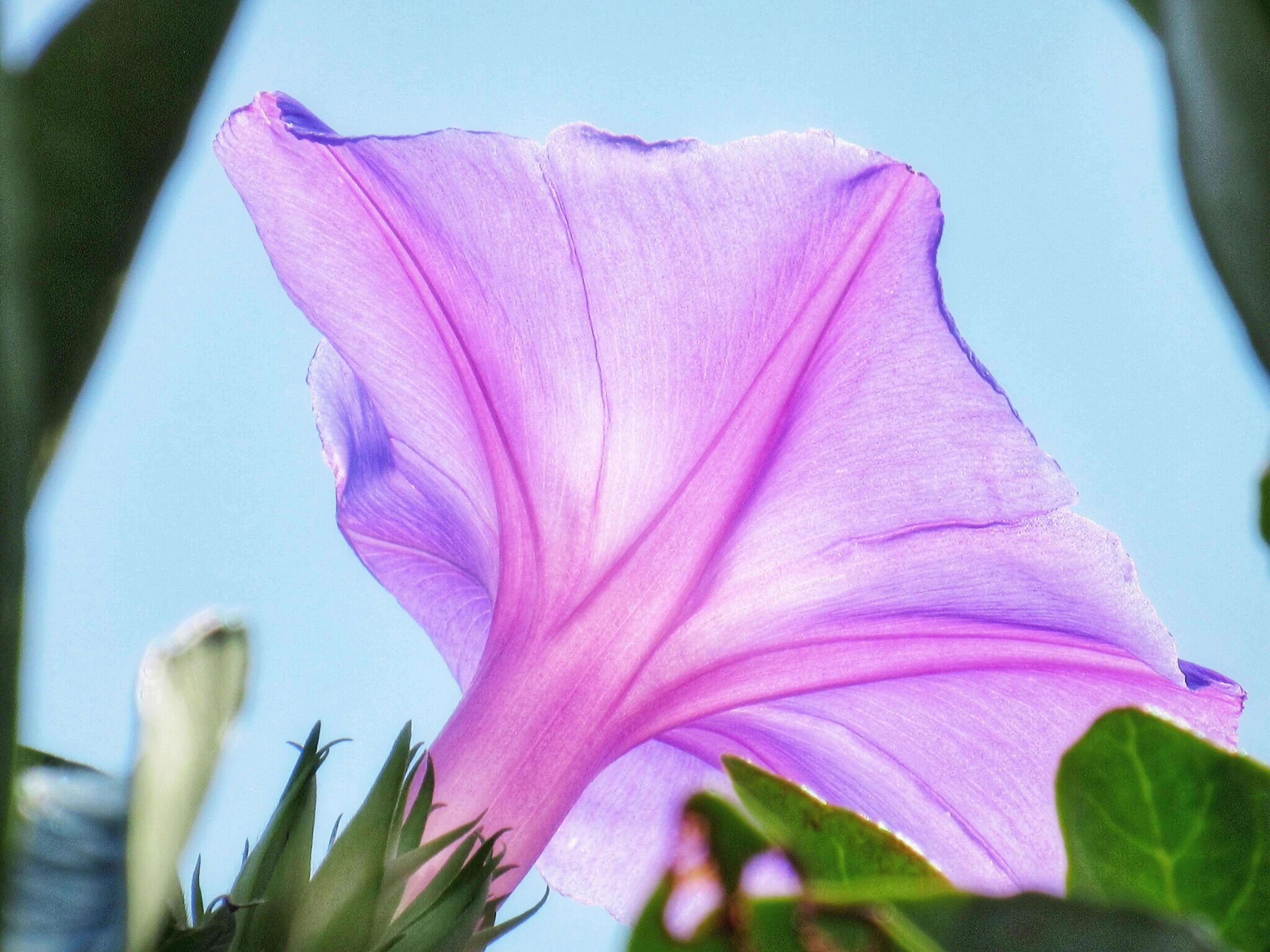 Beautiful flower with purple petals against a blue sky background