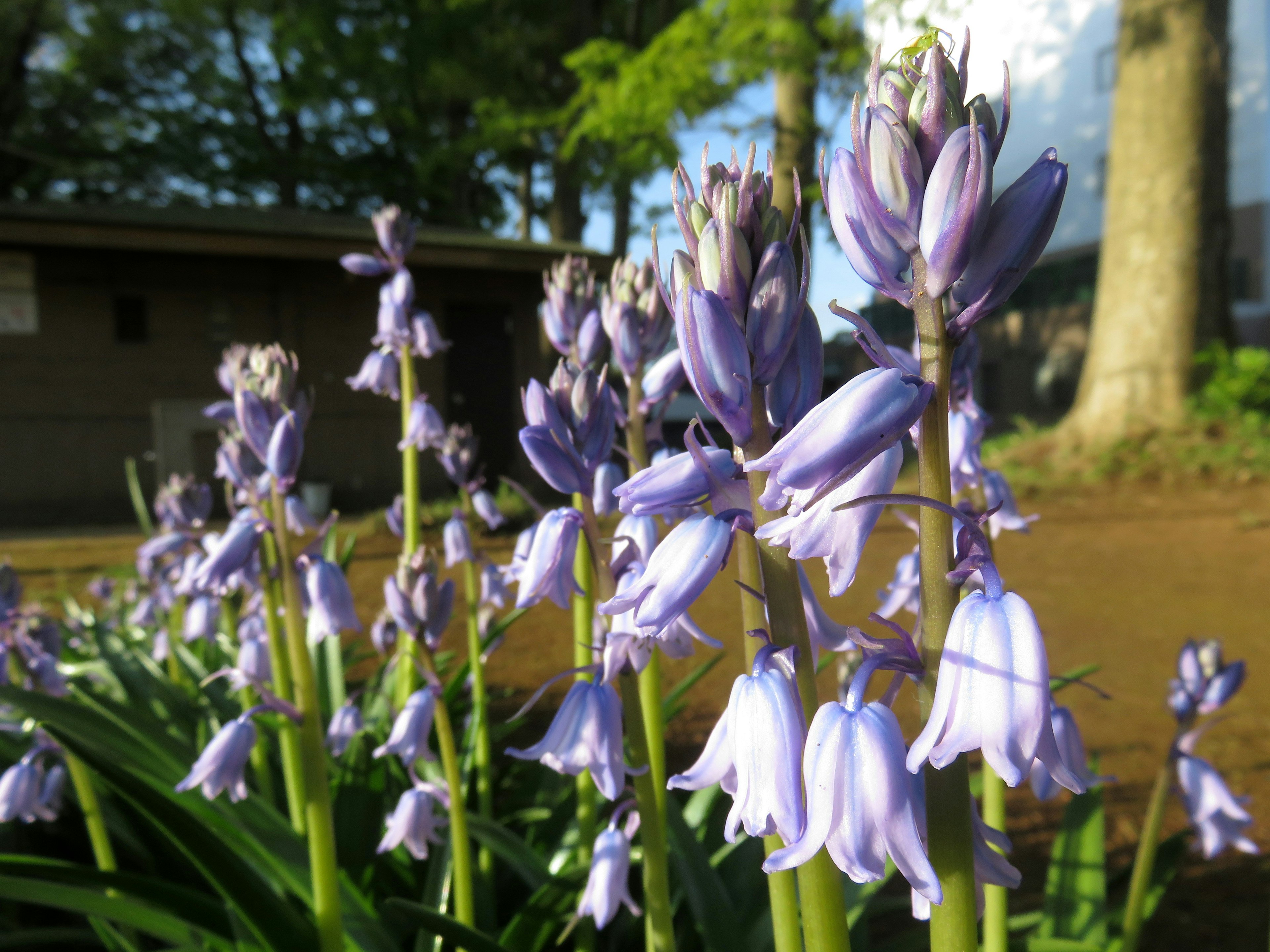 Grupo de flores de campanillas azules con flores moradas y árboles al fondo