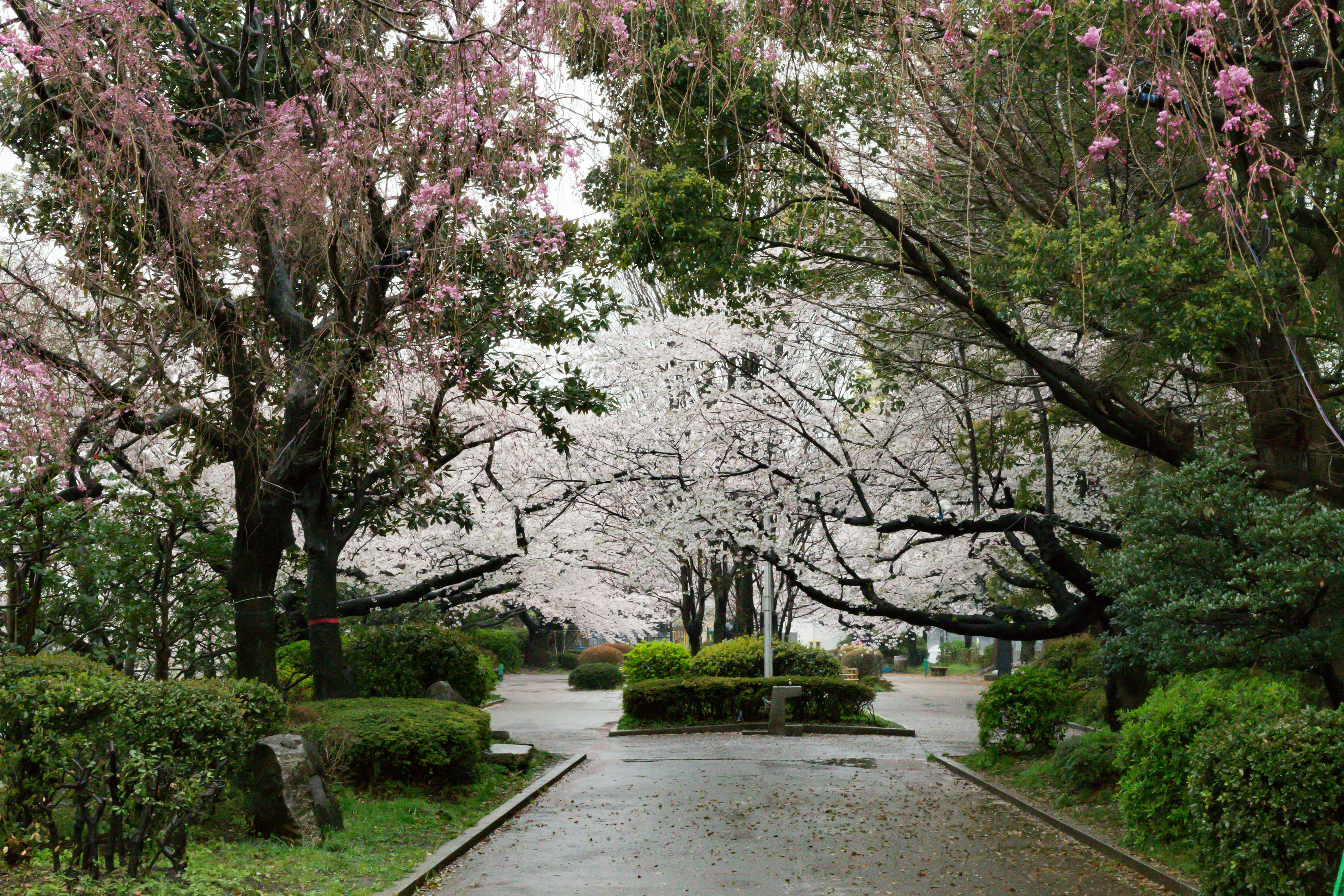 Serene pathway lined with cherry blossom trees