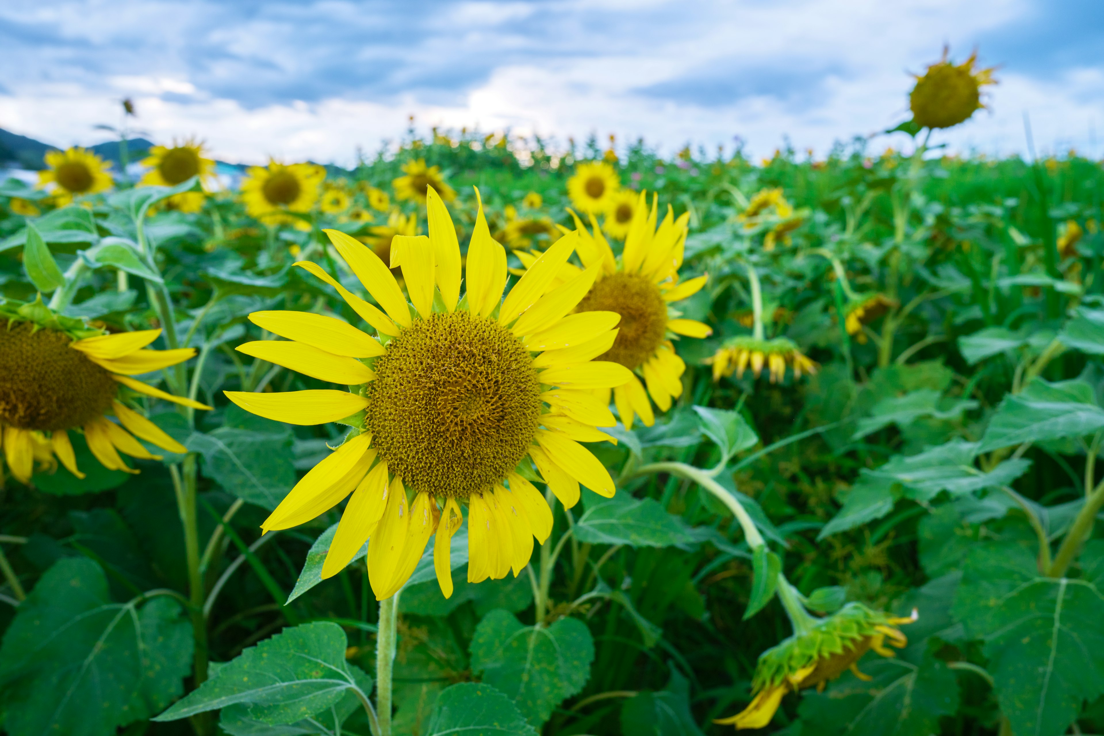 Girasoles amarillos vibrantes en un campo extenso