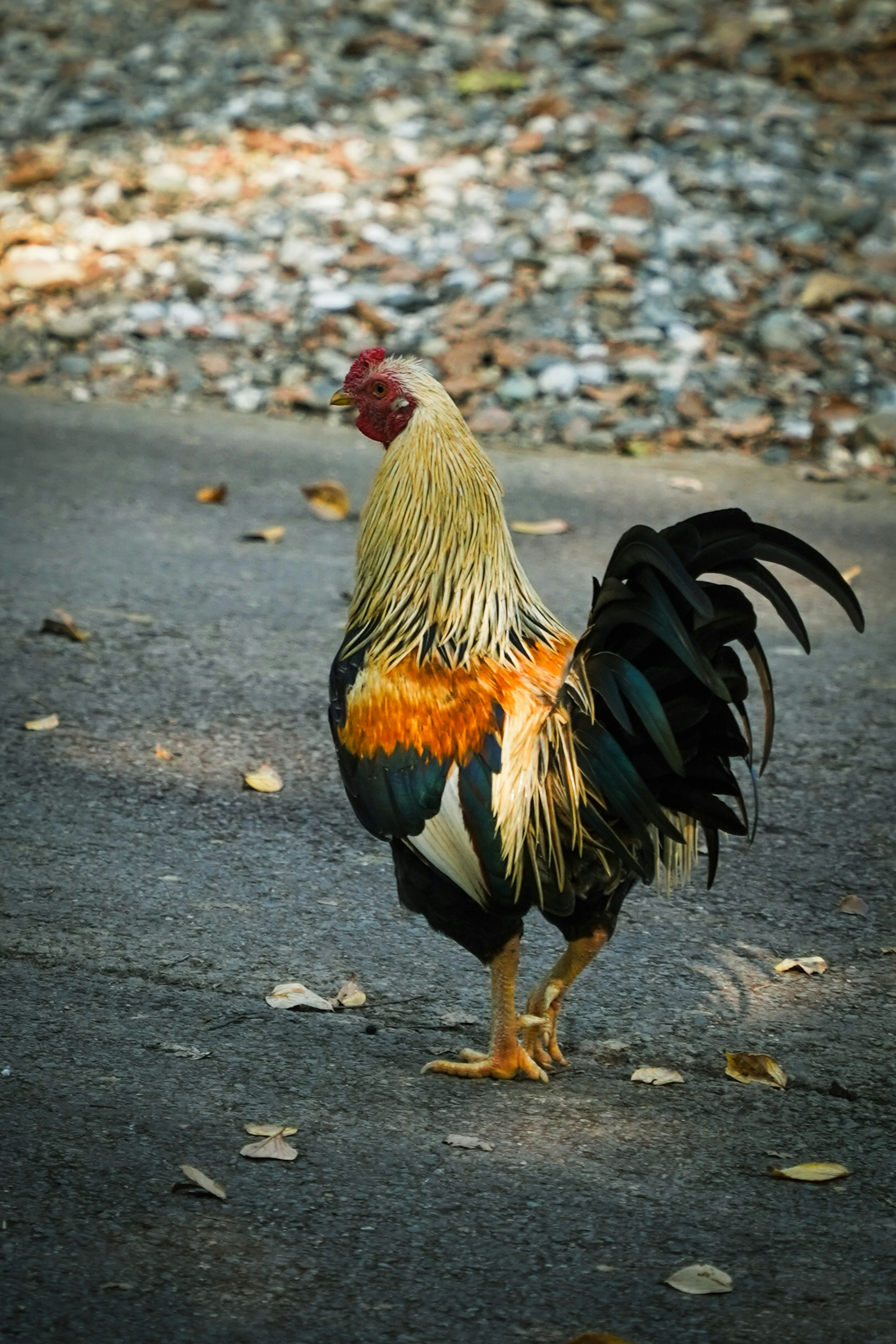 Seekor ayam jantan dengan bulu indah berjalan di jalan