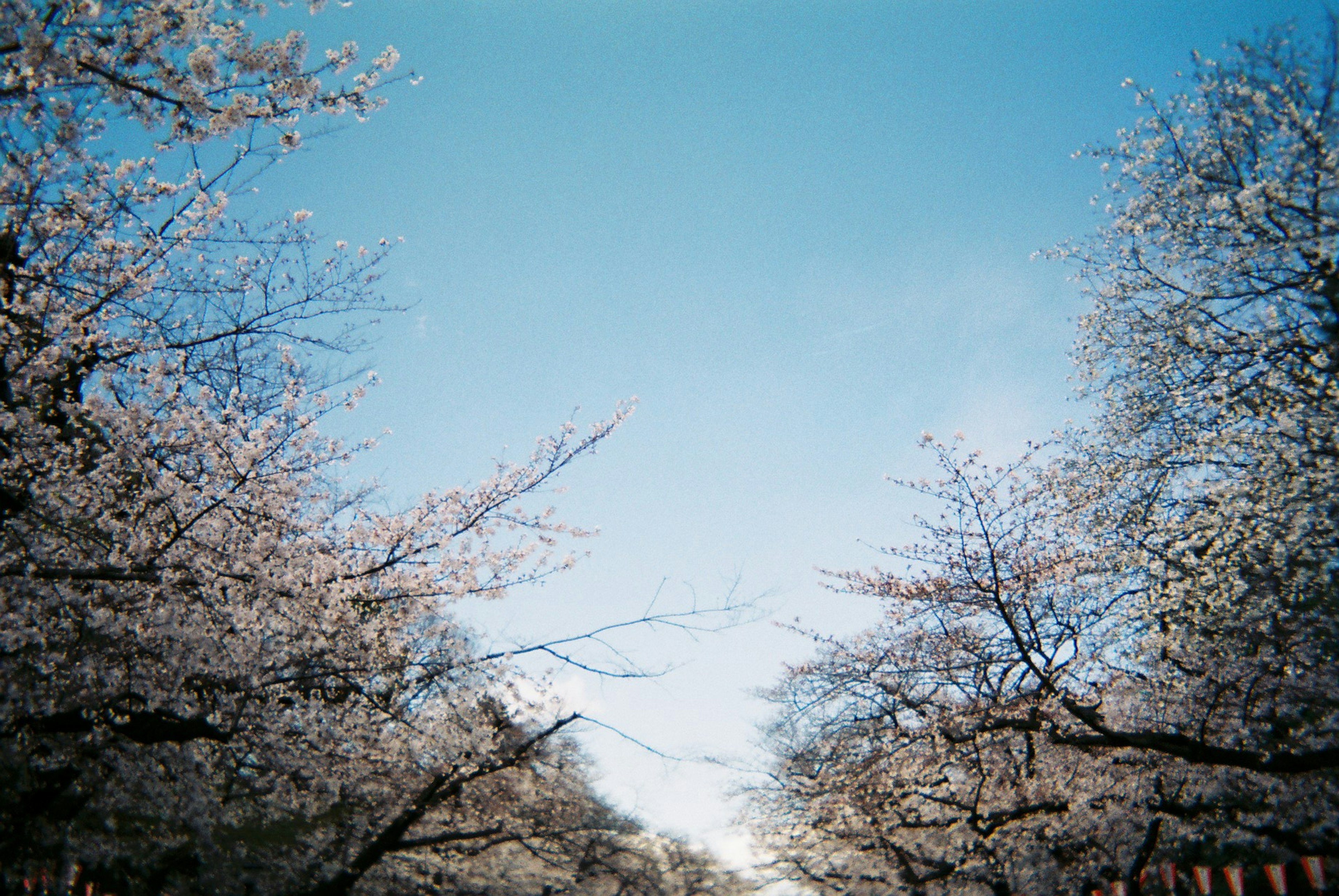 青空の下に咲く桜の花が満開の道