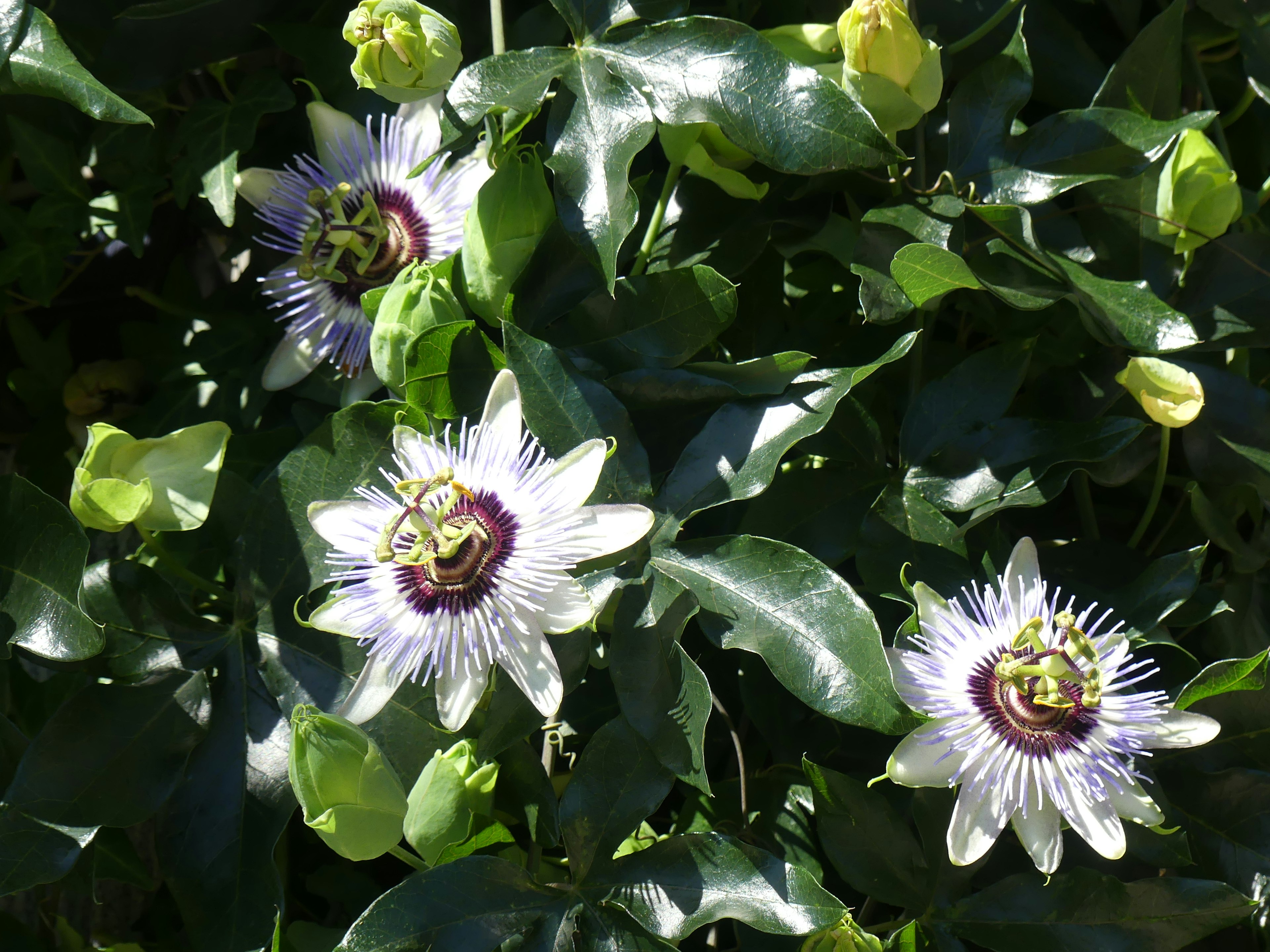 Beautiful passion flowers blooming among green leaves