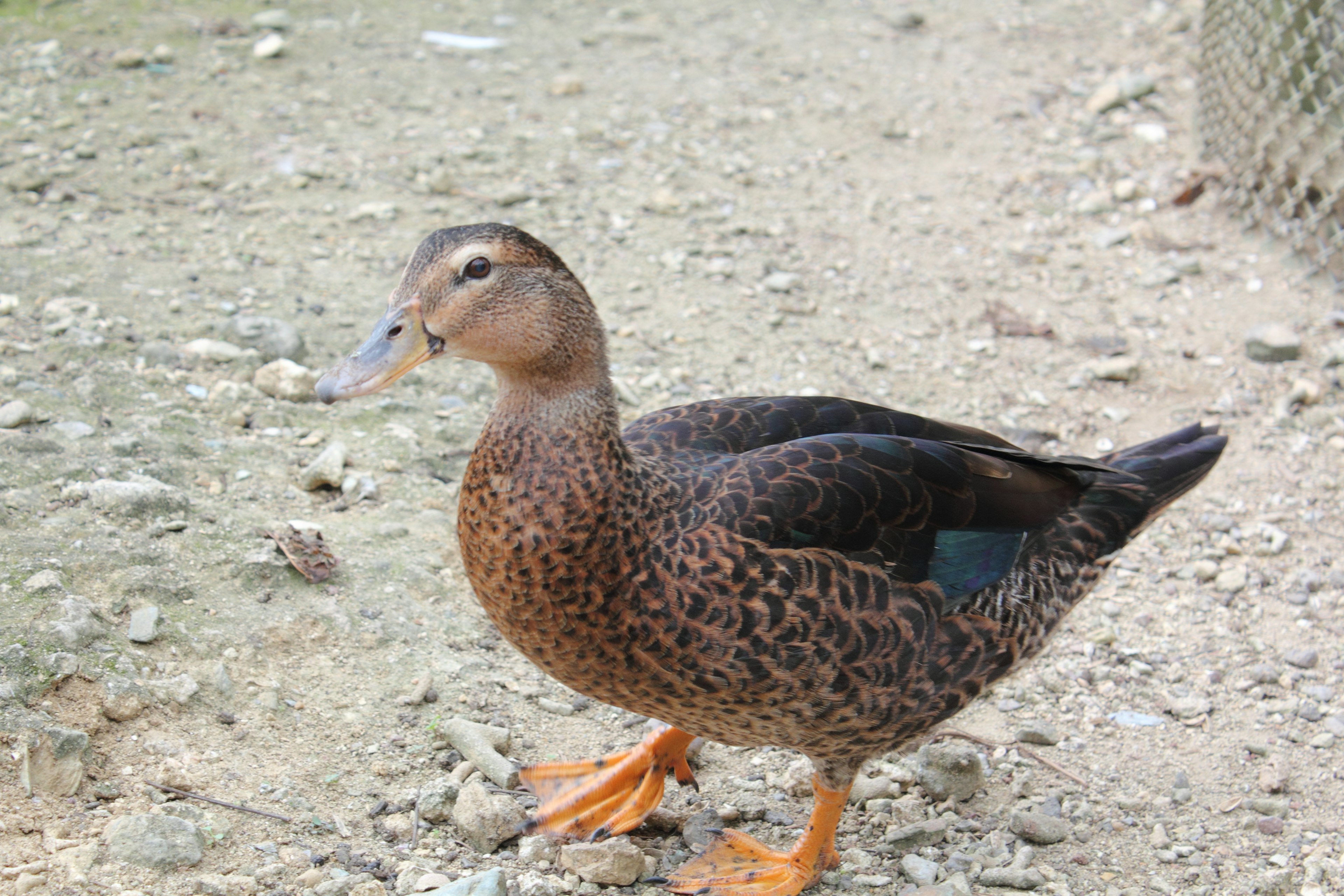 Un canard brun marchant sur le sol