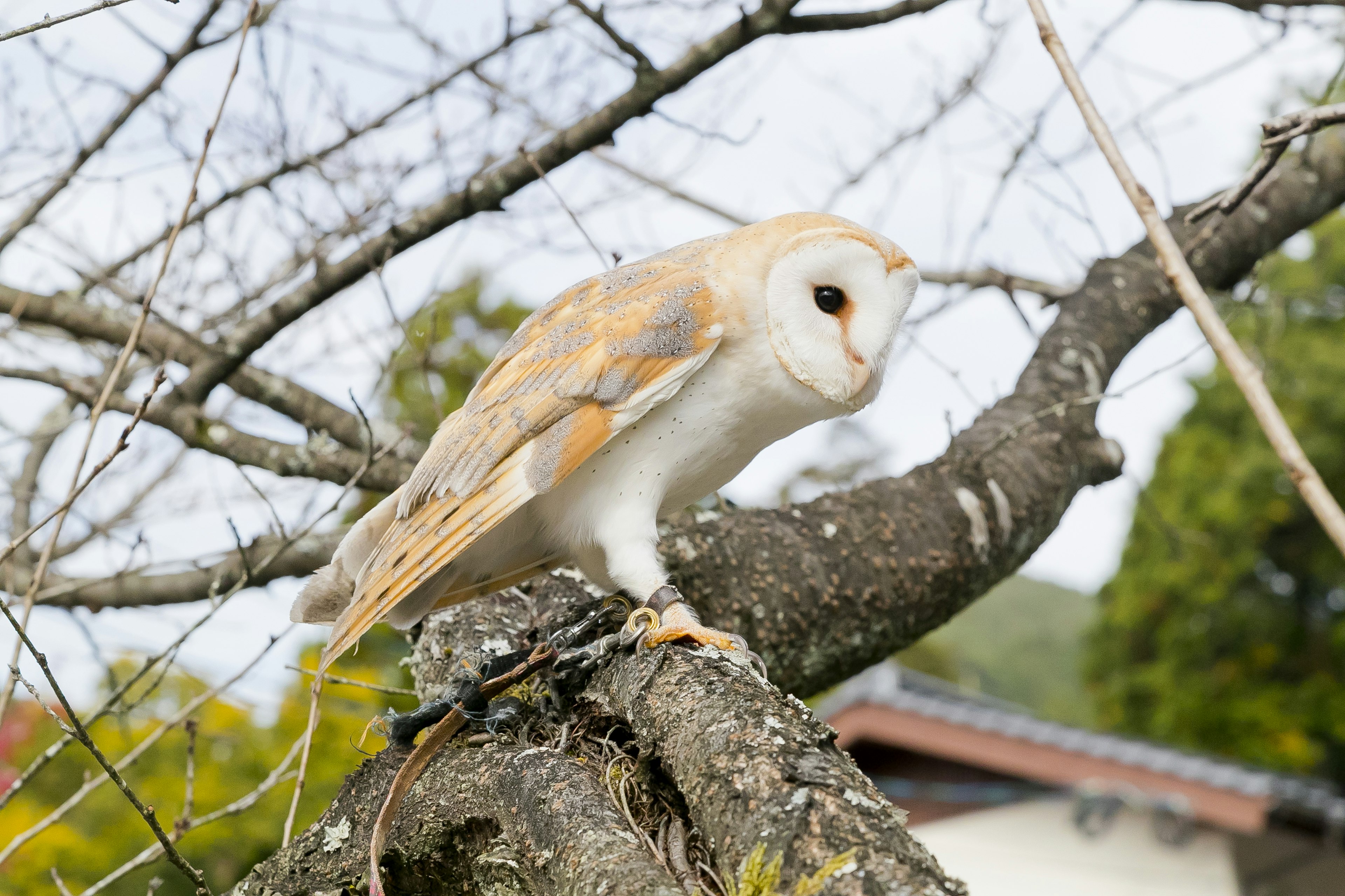 Image of an owl perched on a tree branch