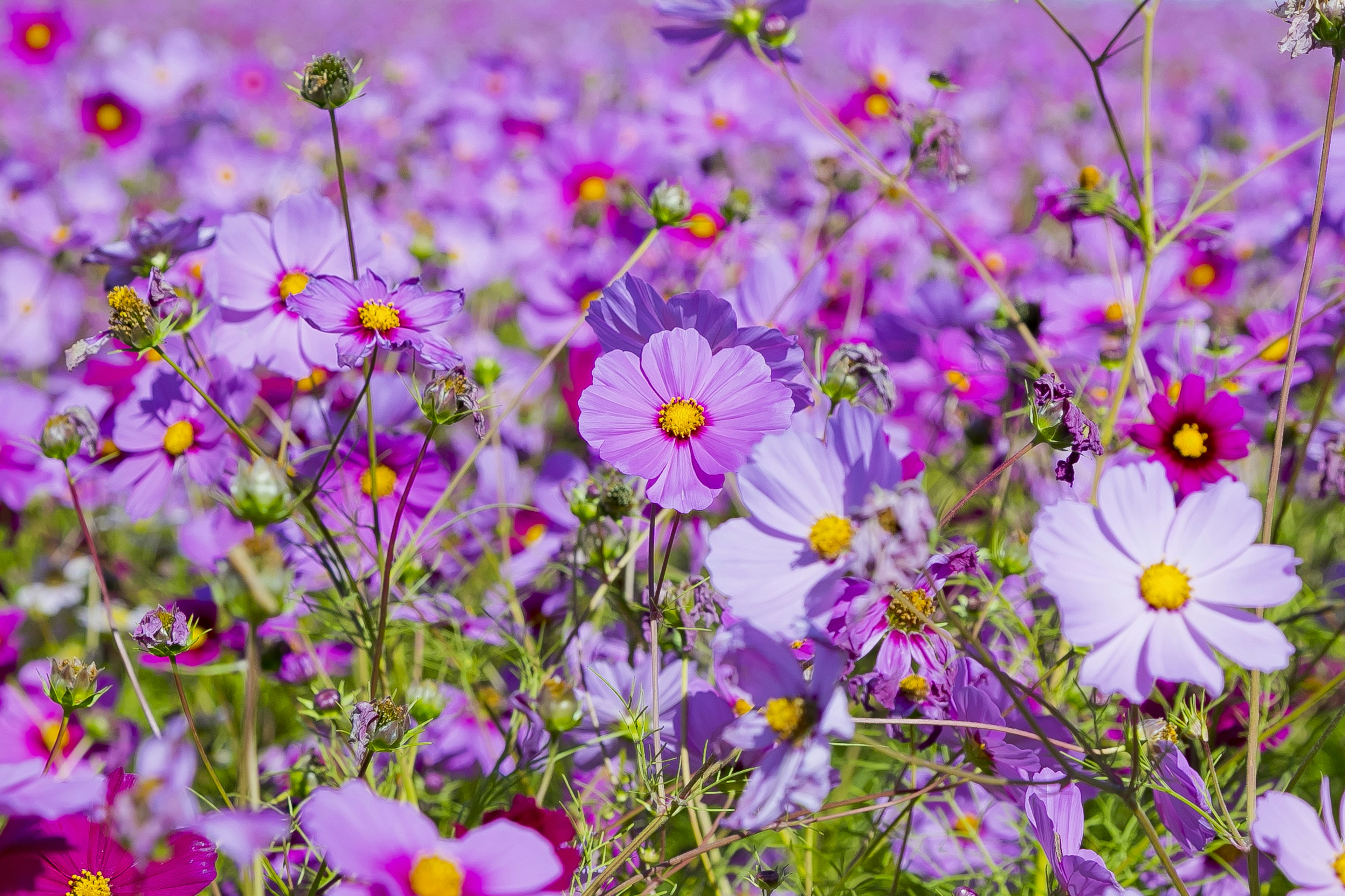 Feld mit lebhaften lila Blumen und gelben Mittelpunkten