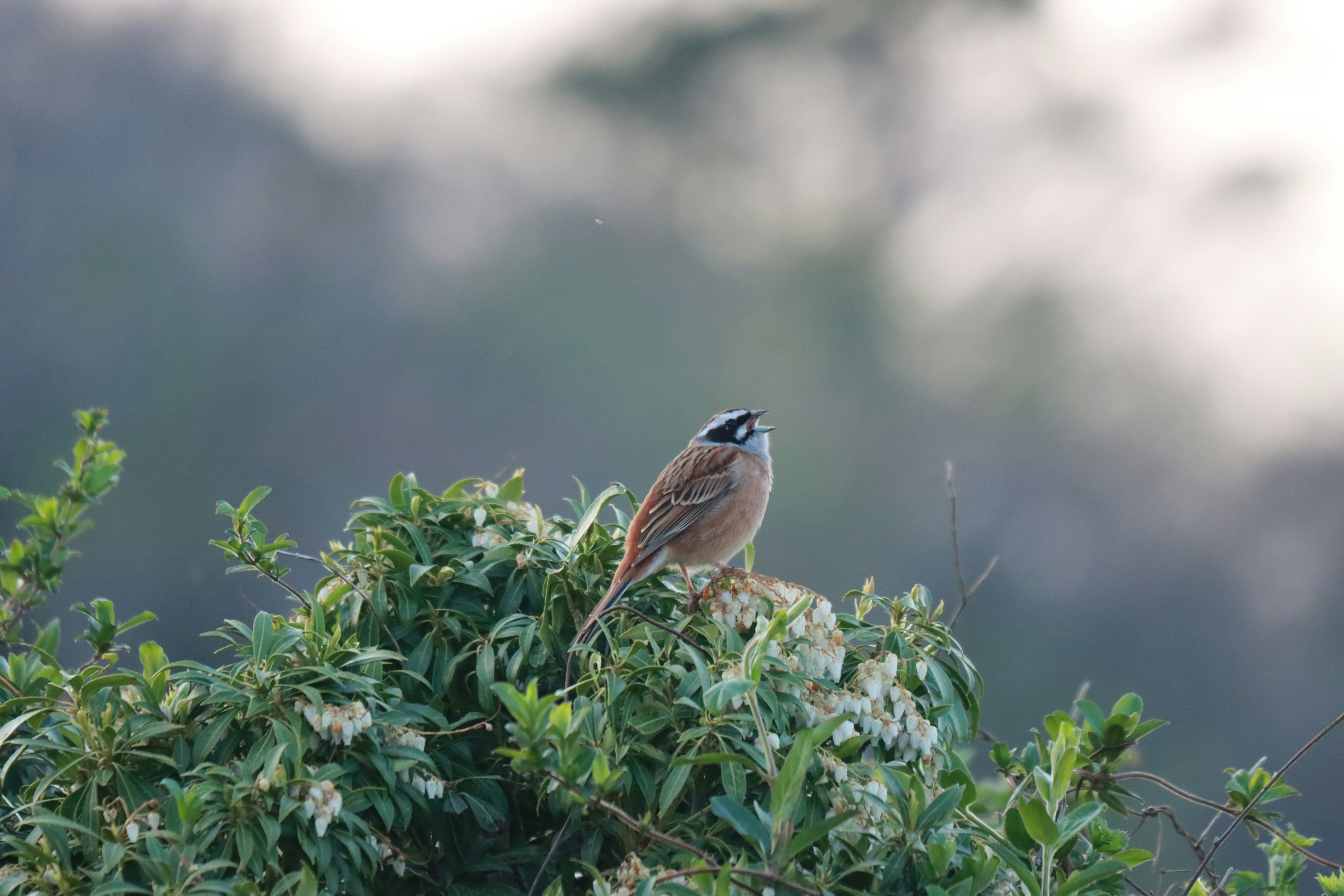 Ein kleiner Vogel, der auf einem Busch sitzt und seine Umgebung beobachtet