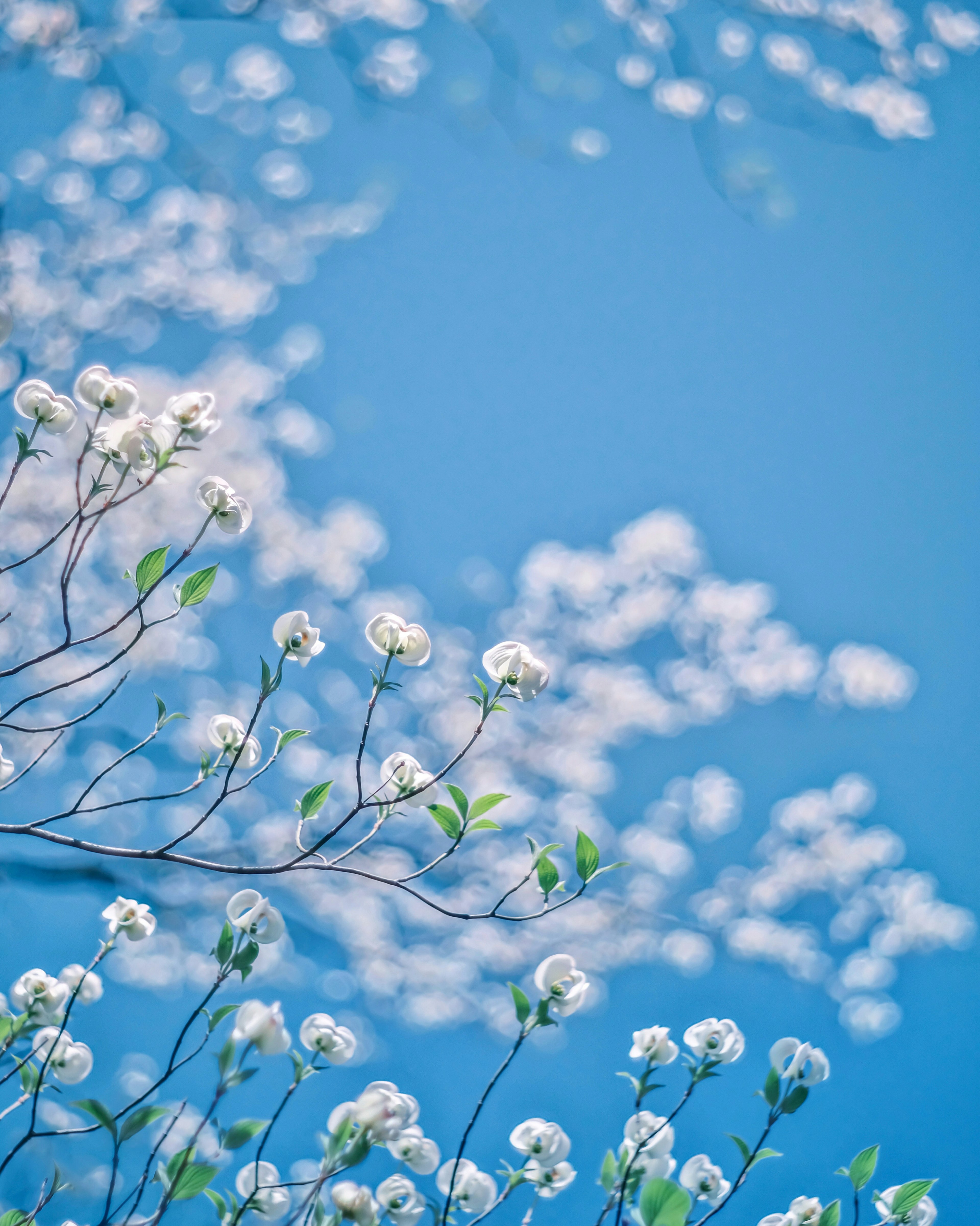 Fleurs blanches et feuilles vertes sur fond de ciel bleu