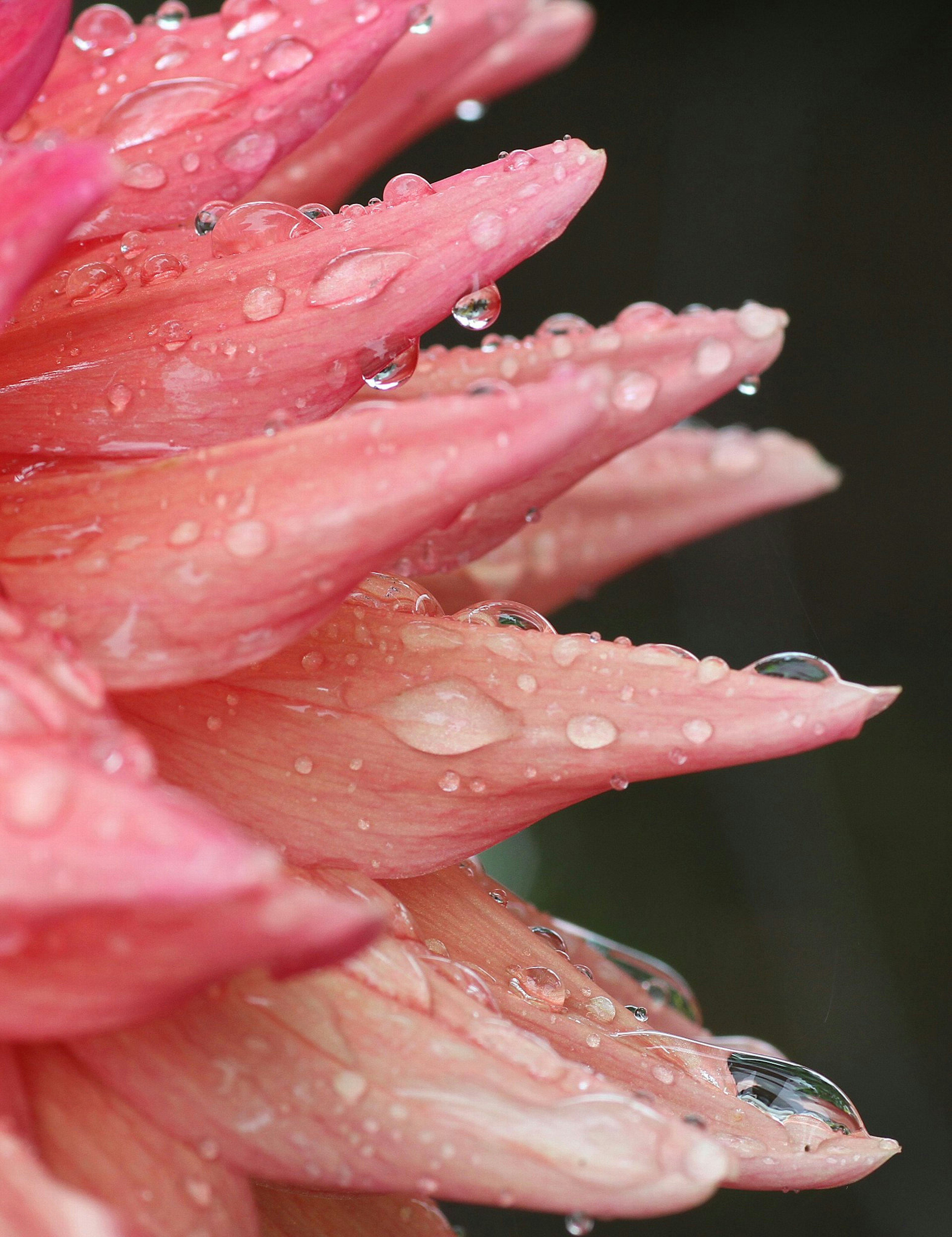 Close-up of pink flower petals with water droplets