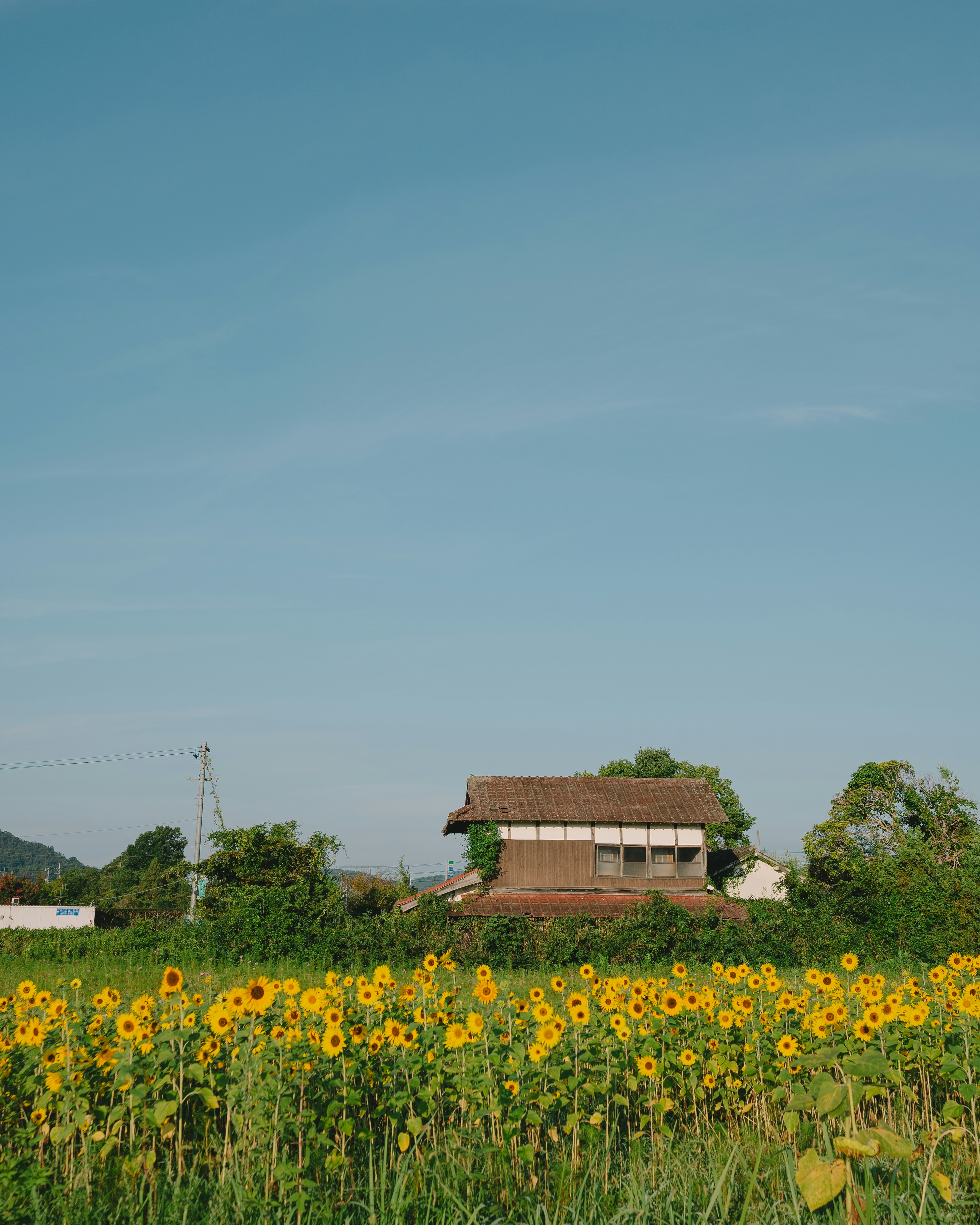 Sonnenblumenfeld mit einem rustikalen Haus unter blauem Himmel