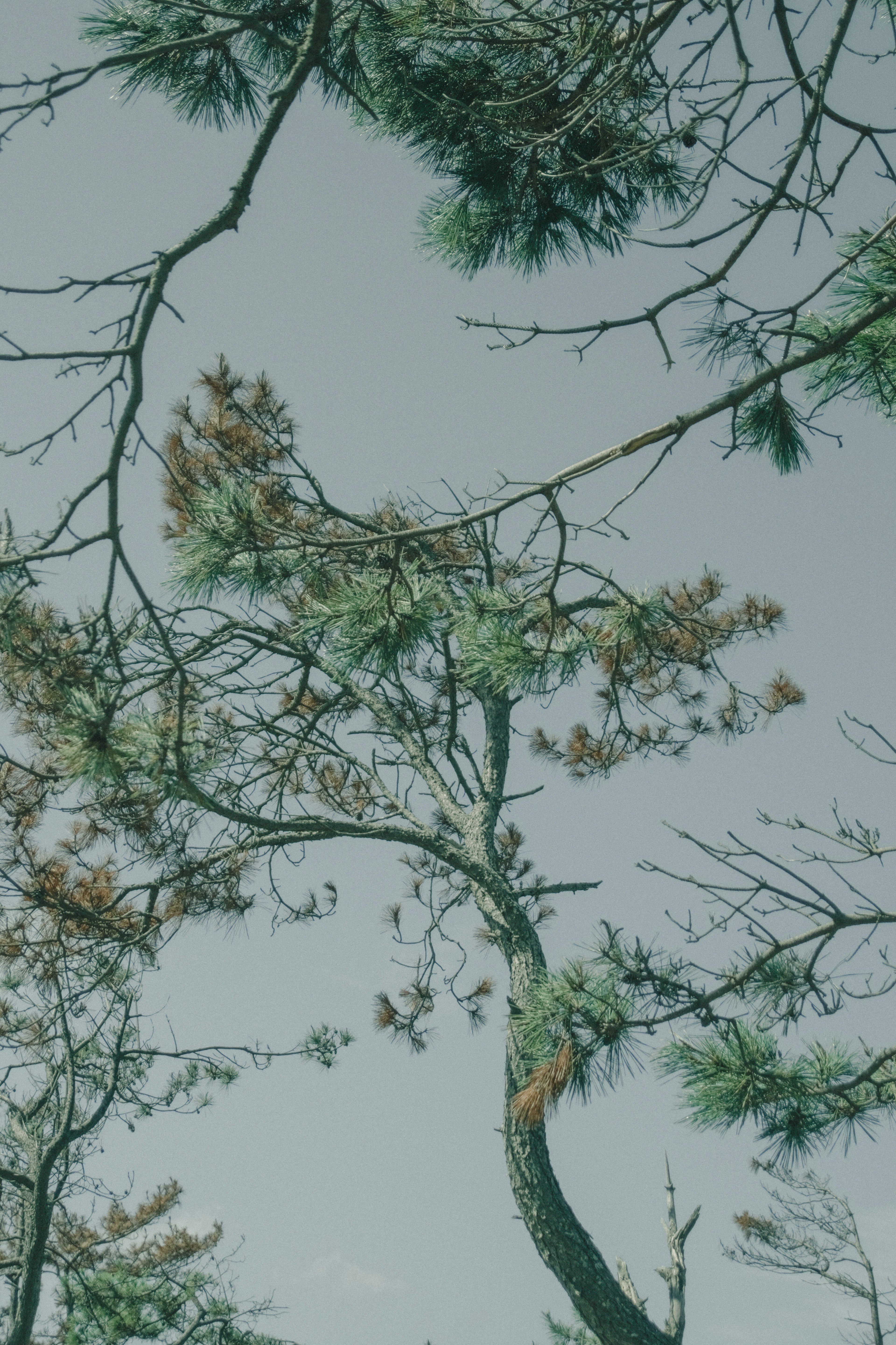 Cabang dan daun pohon pinus di bawah langit biru