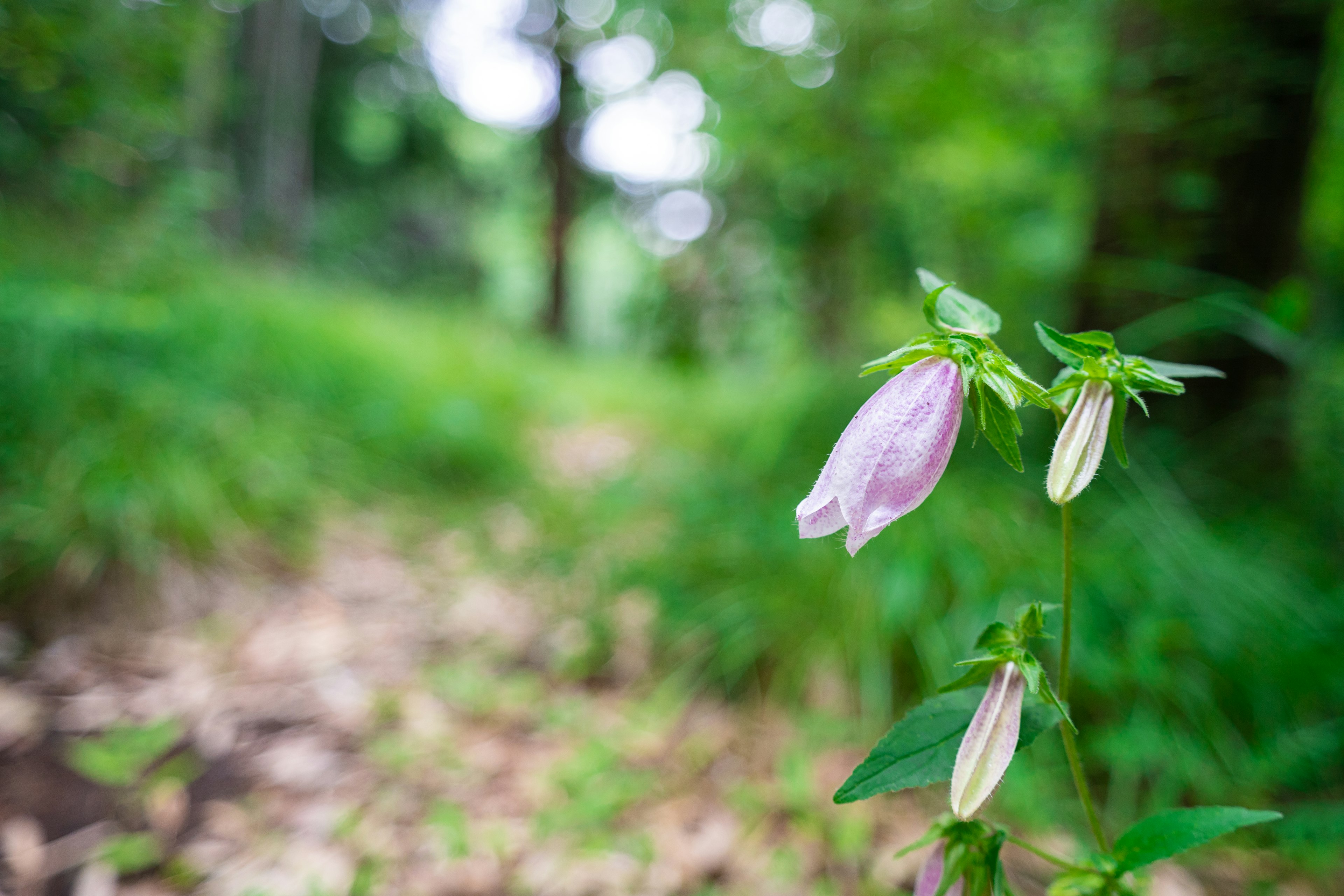 Campanula rosa in un ambiente forestale con vegetazione lussureggiante