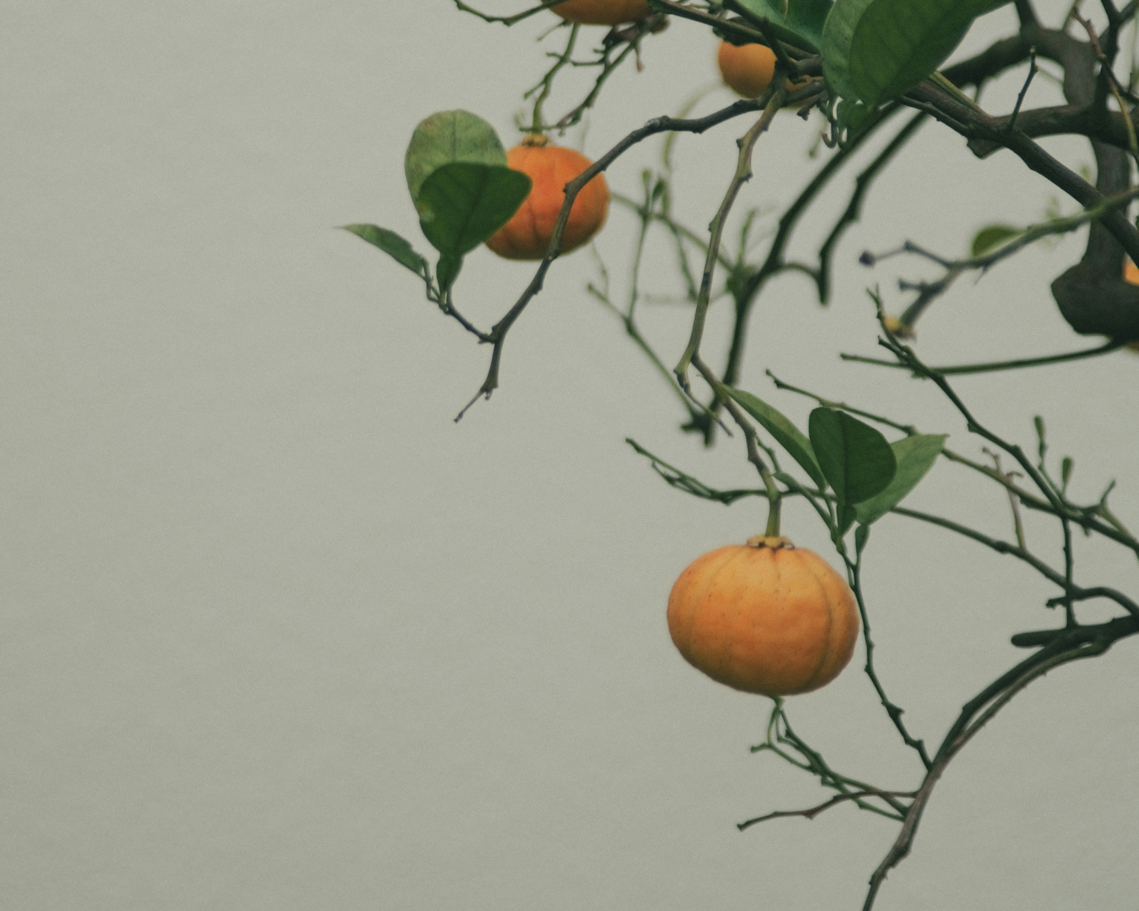 Cabang pohon dengan buah oranye dan daun hijau