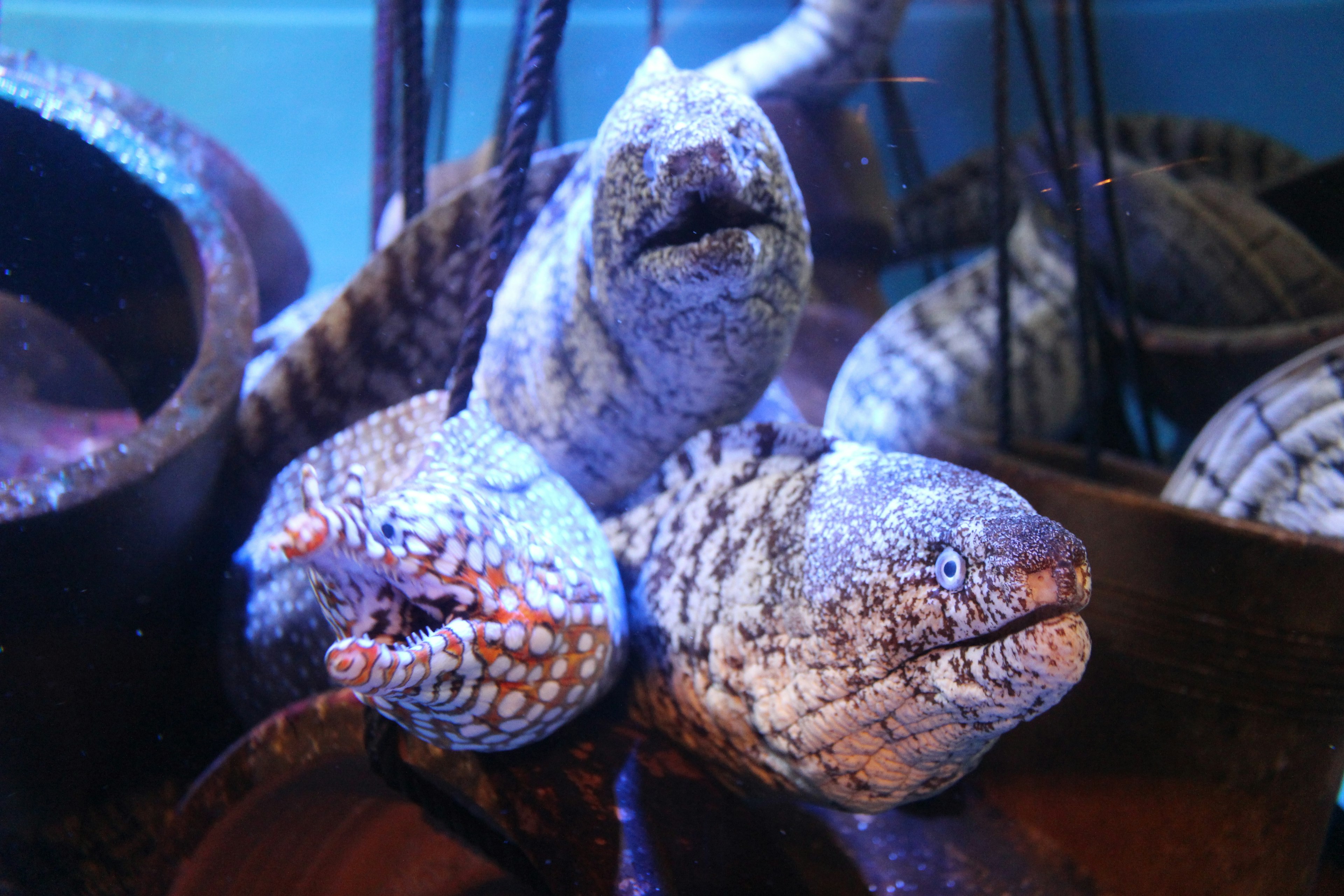 Trois anguilles dans un aquarium avec des textures et des couleurs uniques