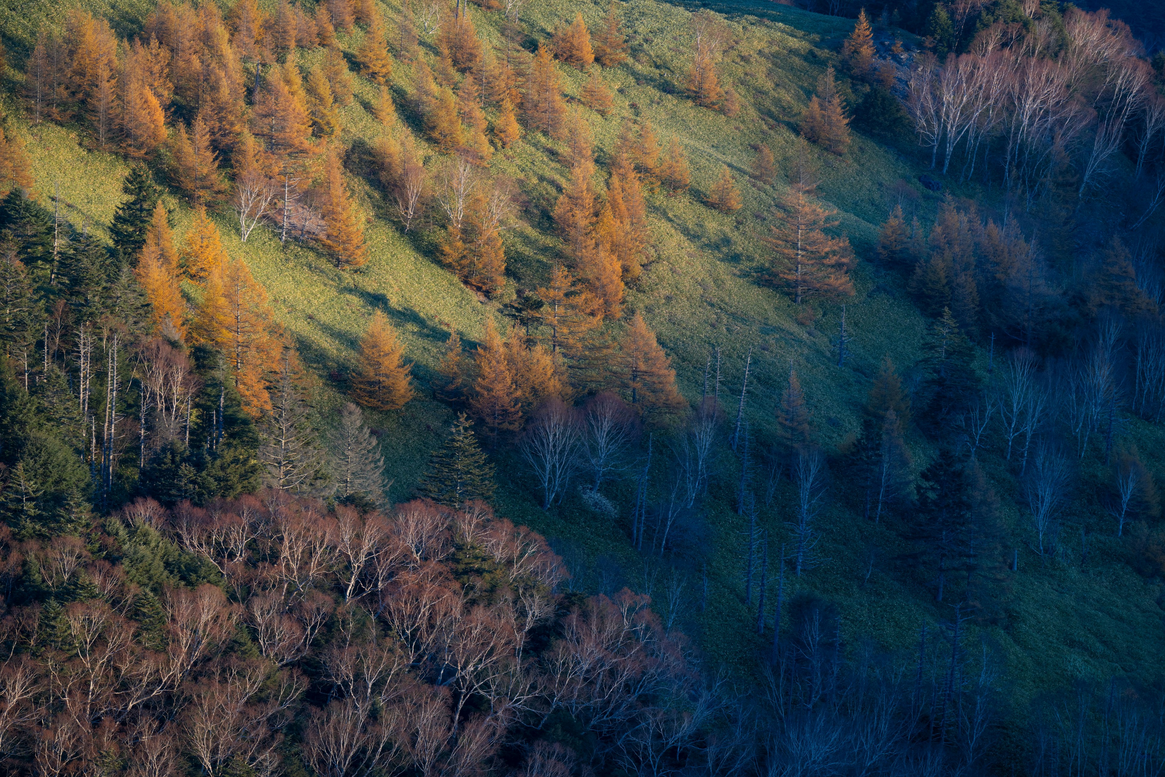 Paysage avec des arbres verts et orange sur une colline inclinée