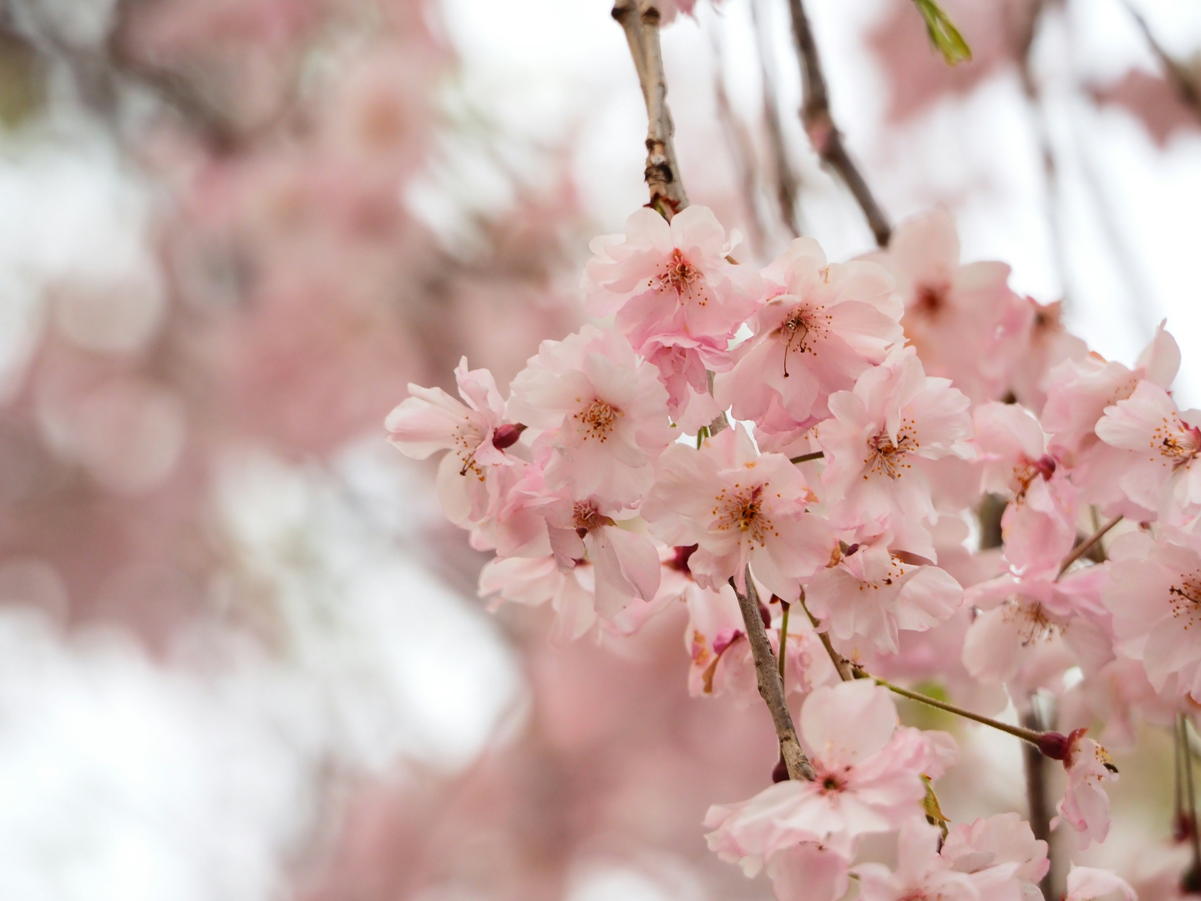 Close-up of cherry blossom flowers on branches