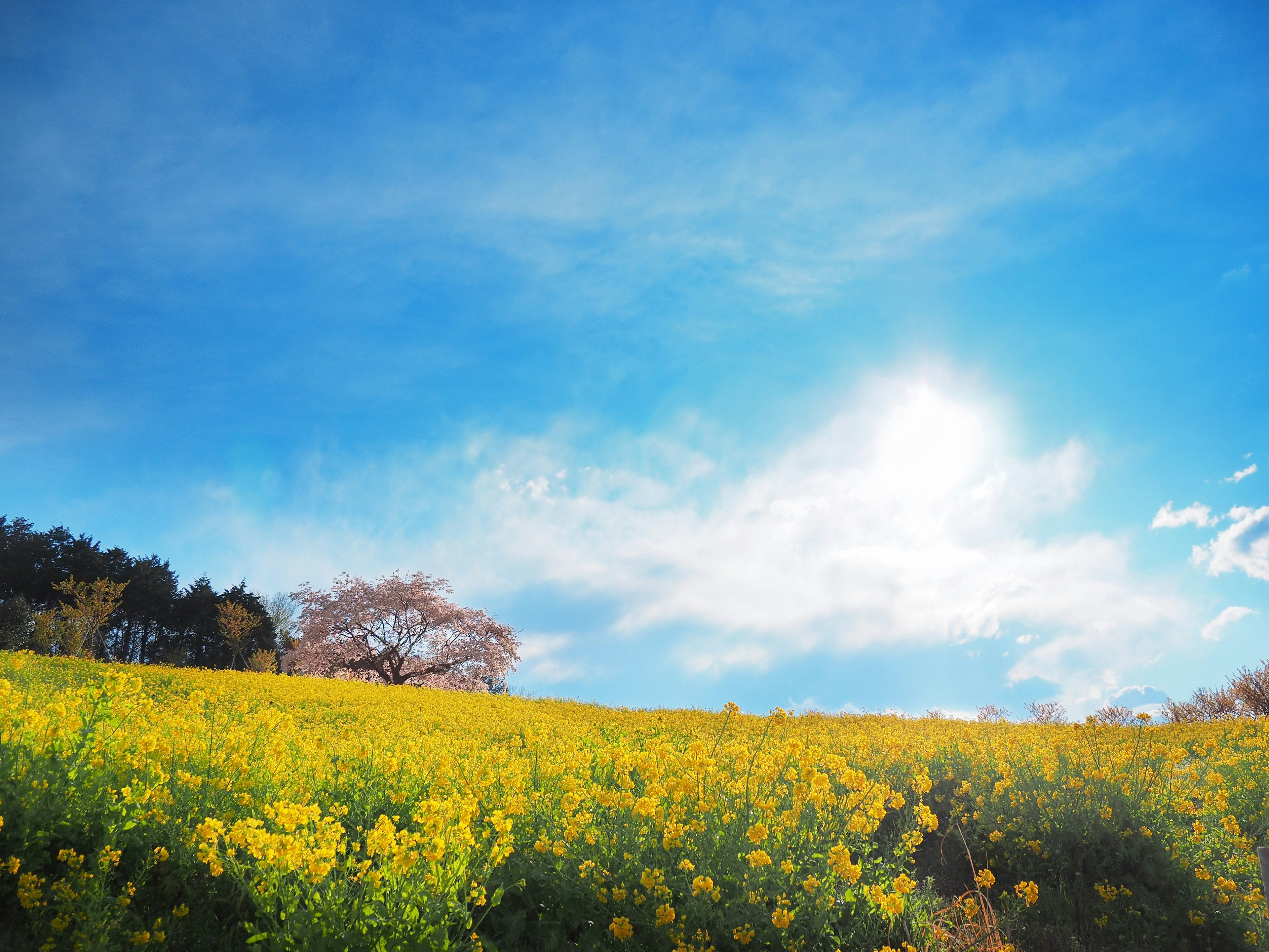 Vibrant yellow flowers under a bright blue sky