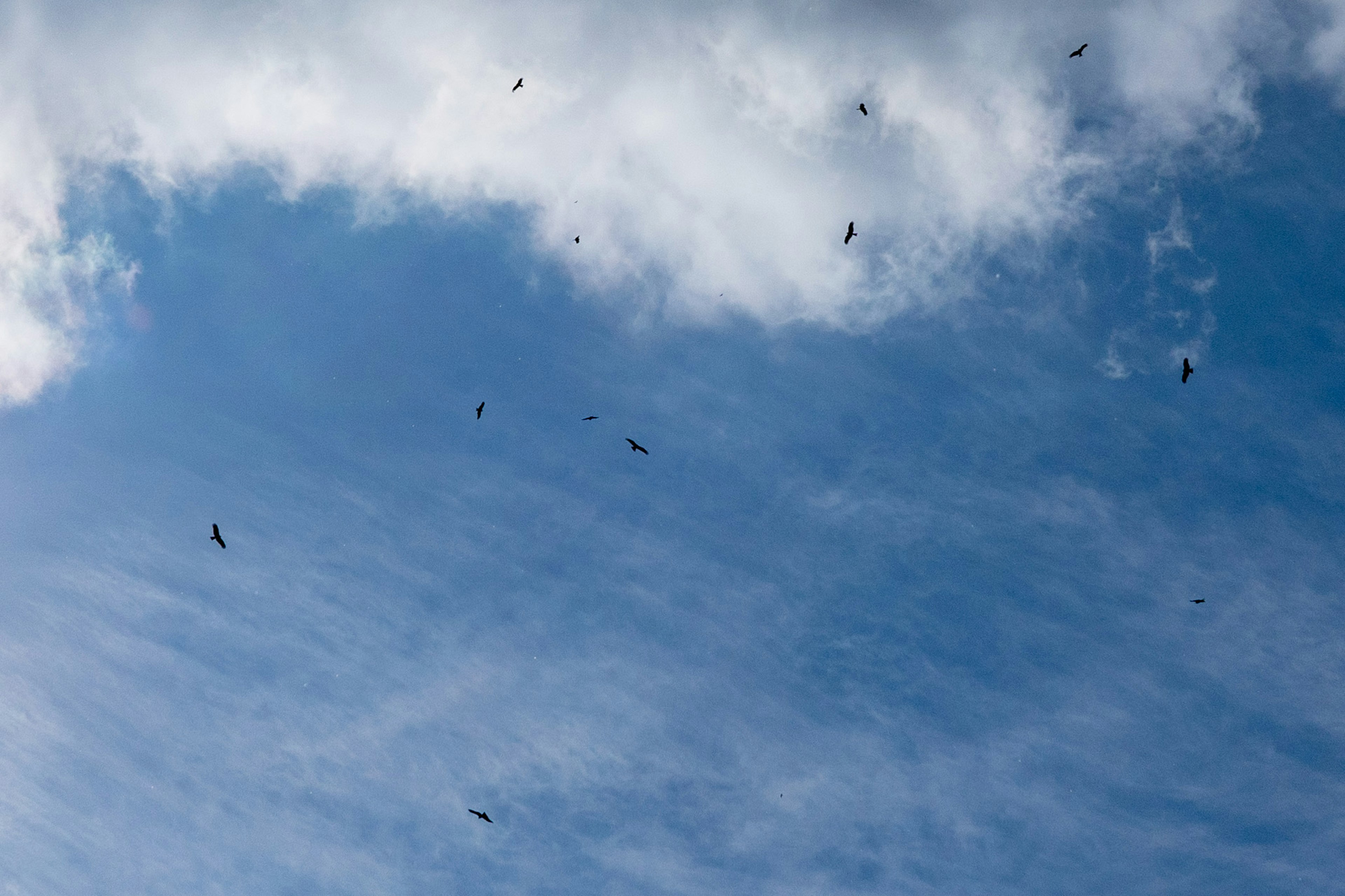 青い空に浮かぶ白い雲と飛んでいる鳥たち