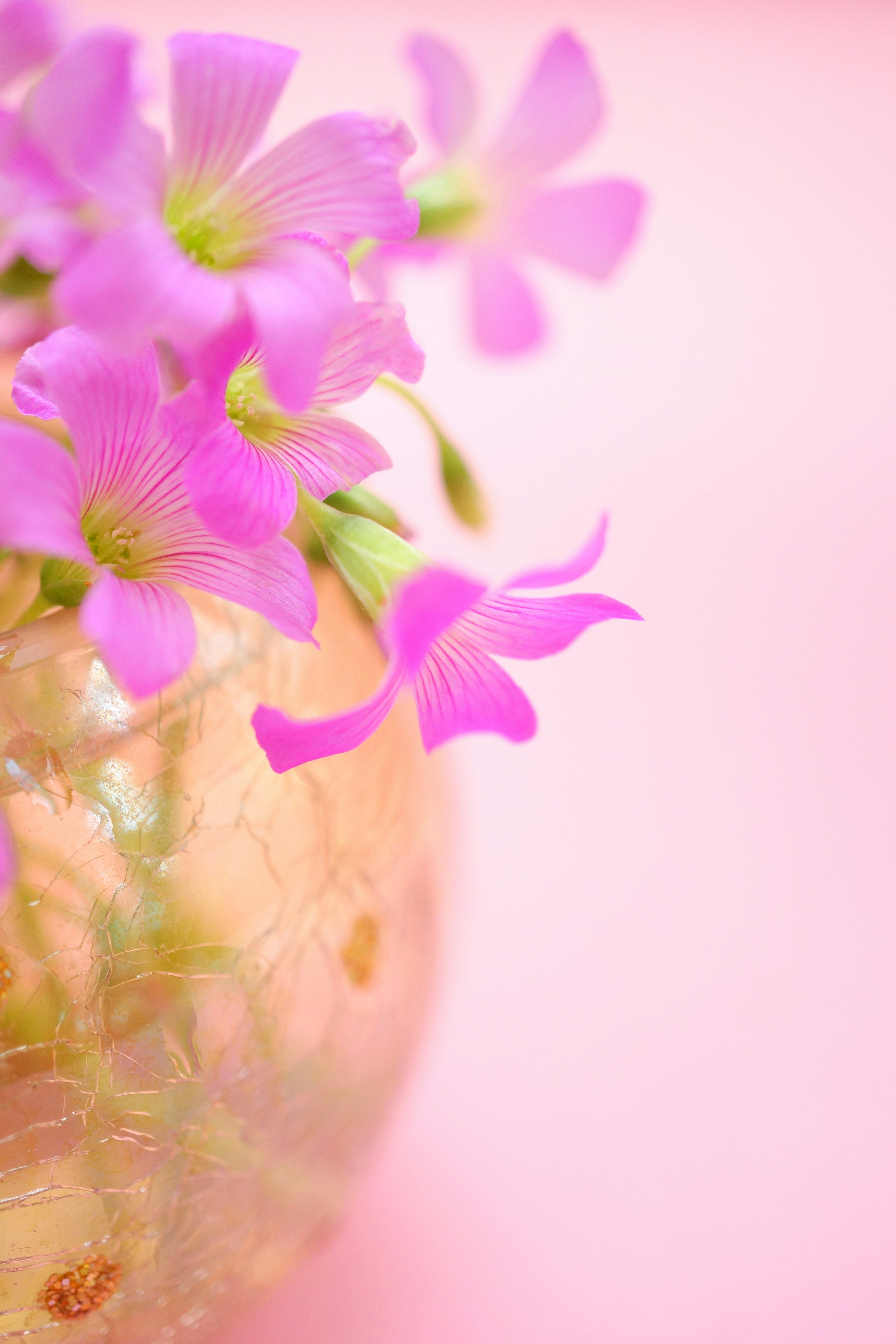 Vaso transparente con flores moradas sobre un fondo rosa