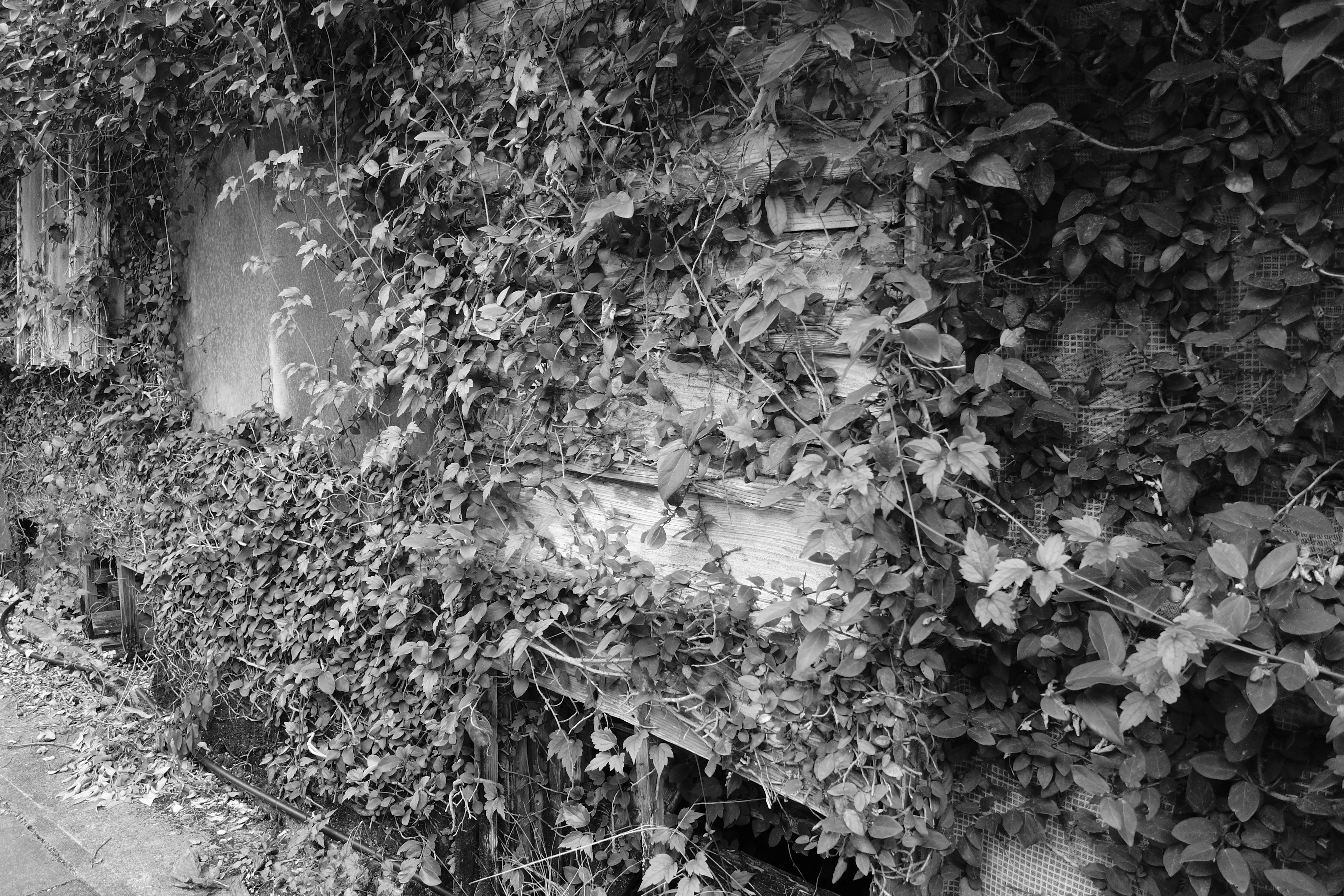 Imagen en blanco y negro de una pared cubierta de plantas trepadoras verdes y textura de hojas