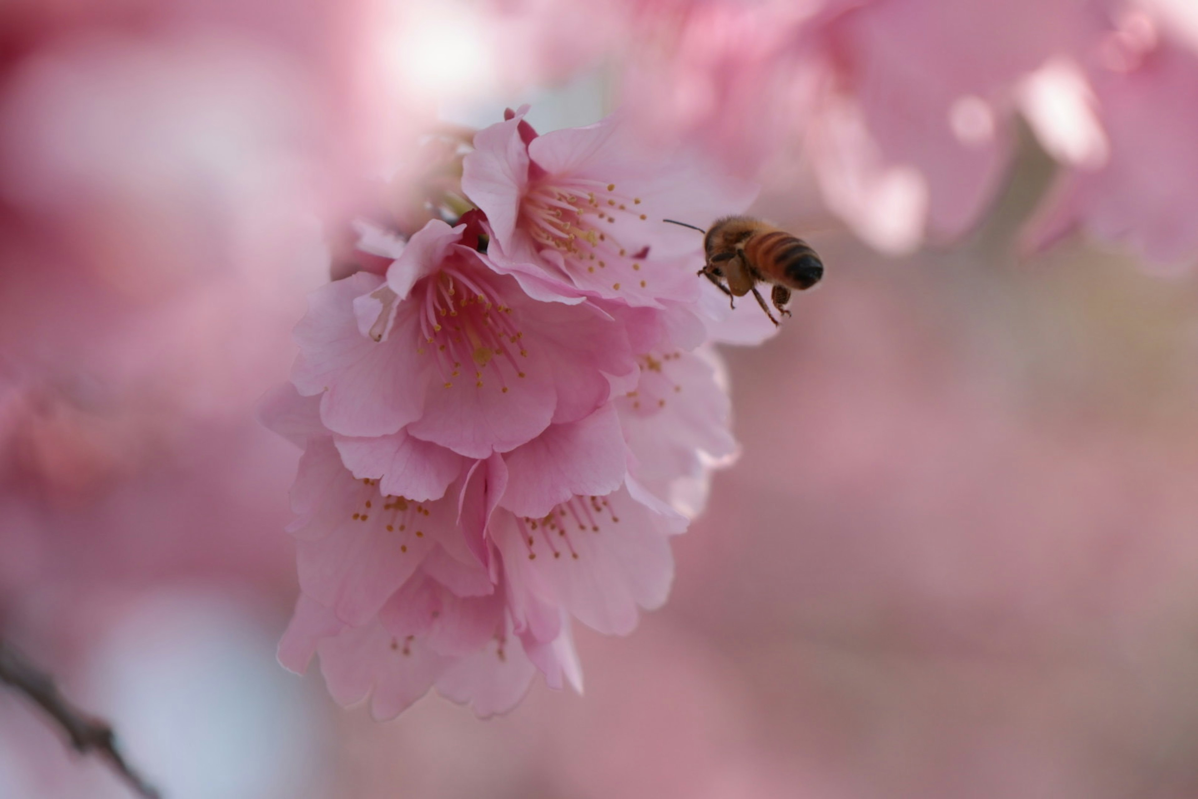 Gros plan de fleurs de cerisier avec une abeille dans des tons roses doux