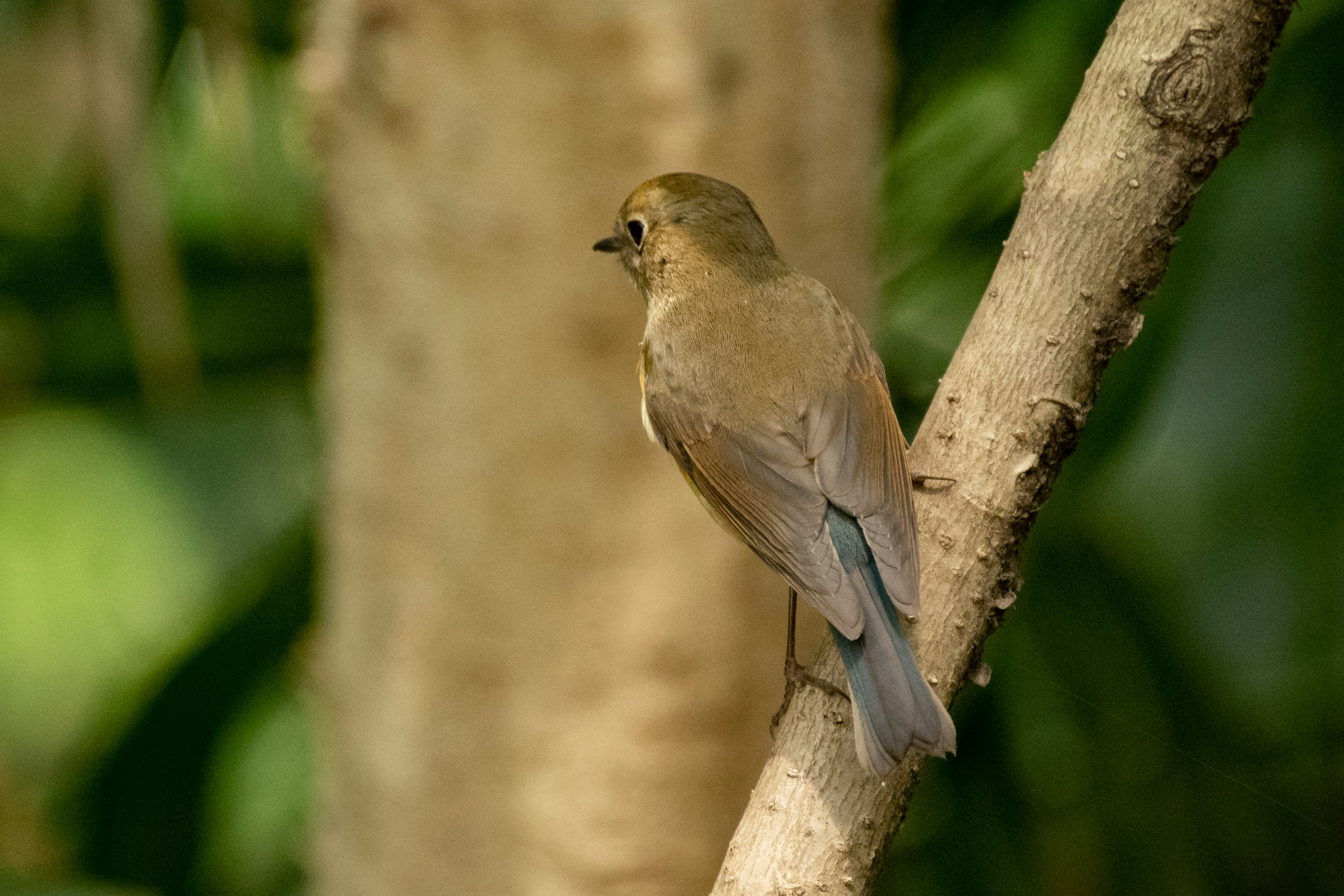 Un pequeño pájaro posado en una rama de árbol