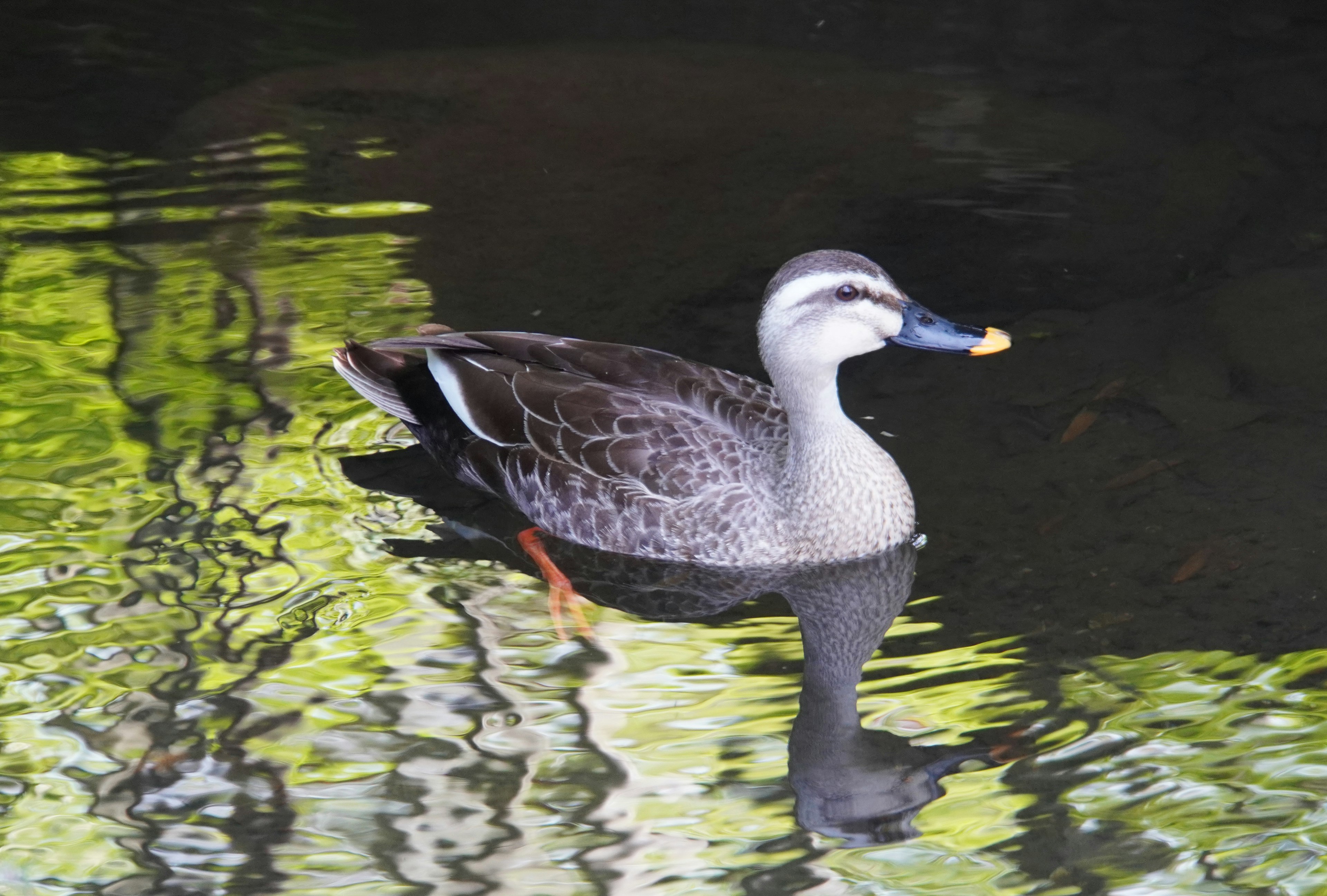 Ente schwimmt auf dem Wasser mit Reflexionen von grünem Laub