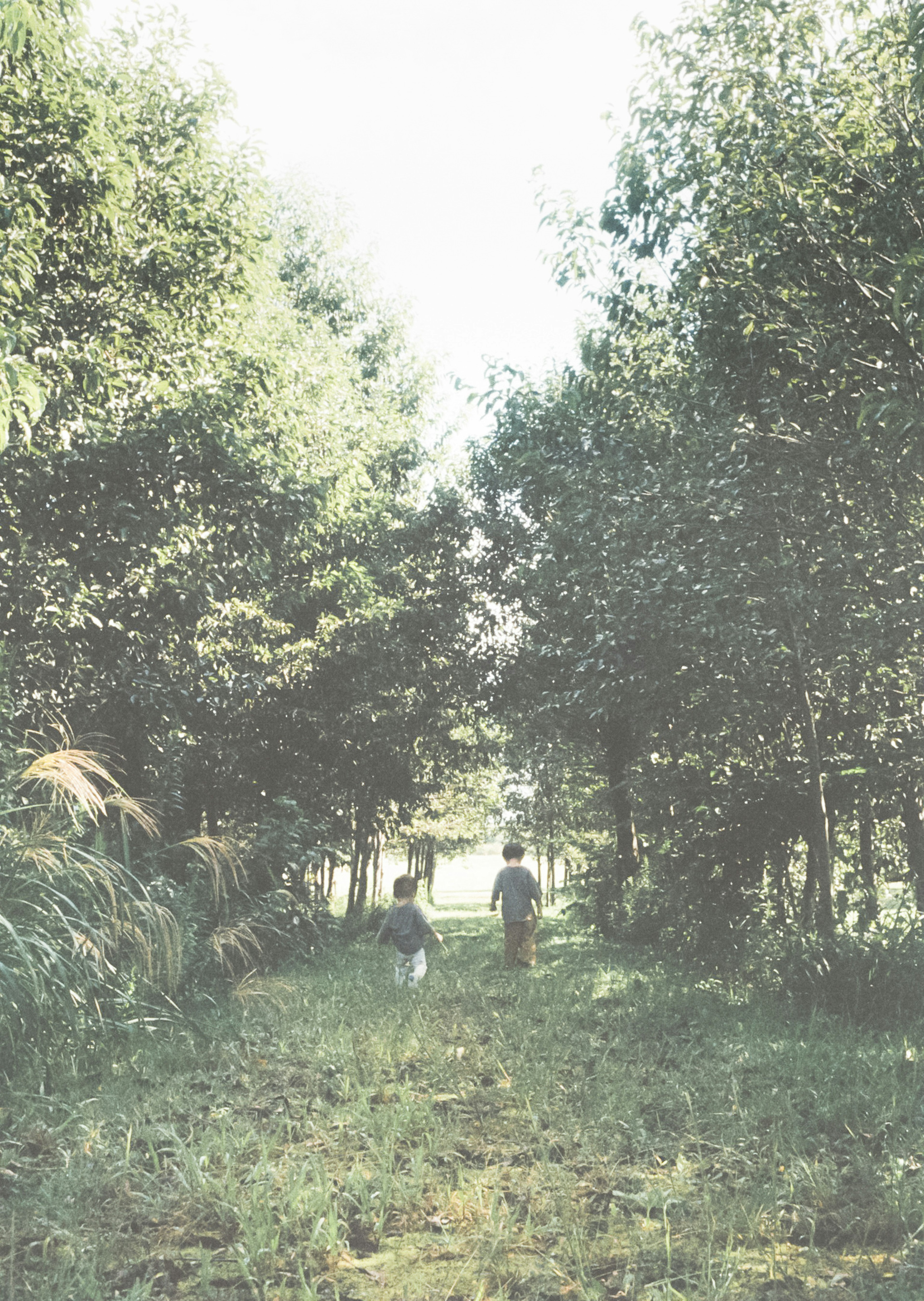 Two children walking along a narrow path surrounded by green trees