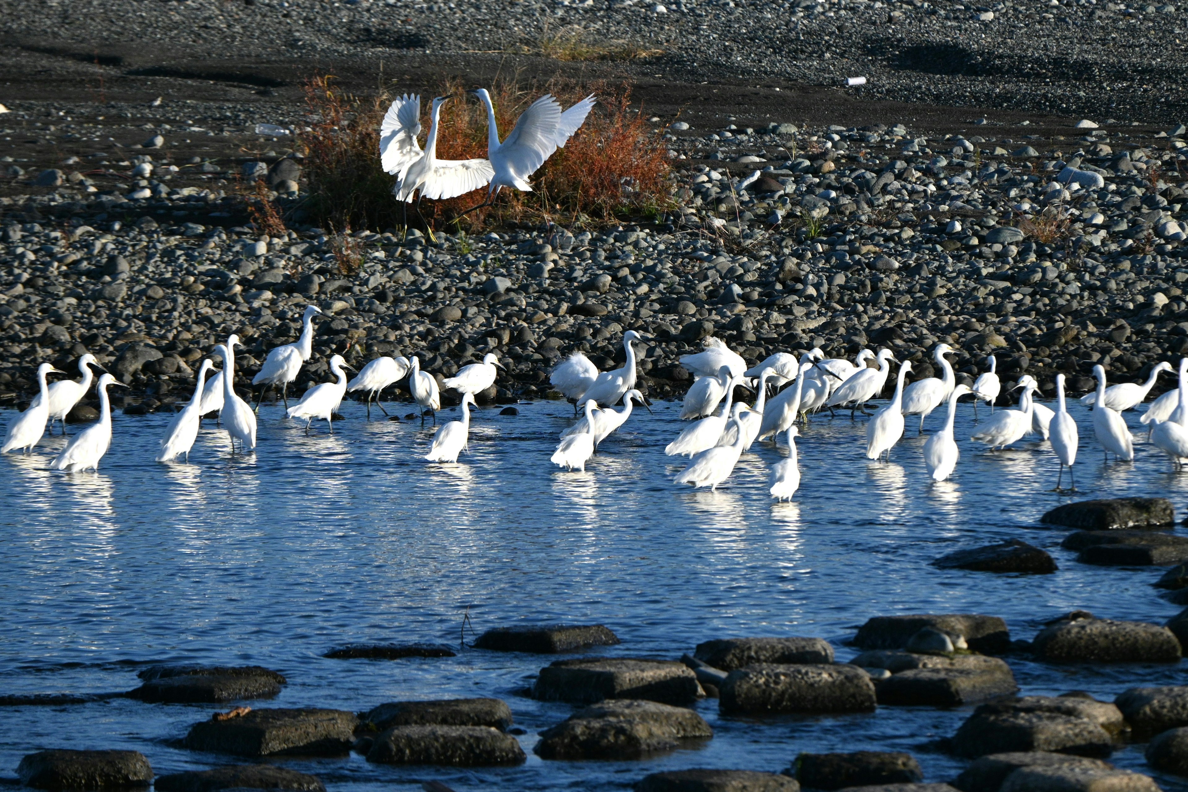 Una escena de cisnes blancos reunidos junto al agua