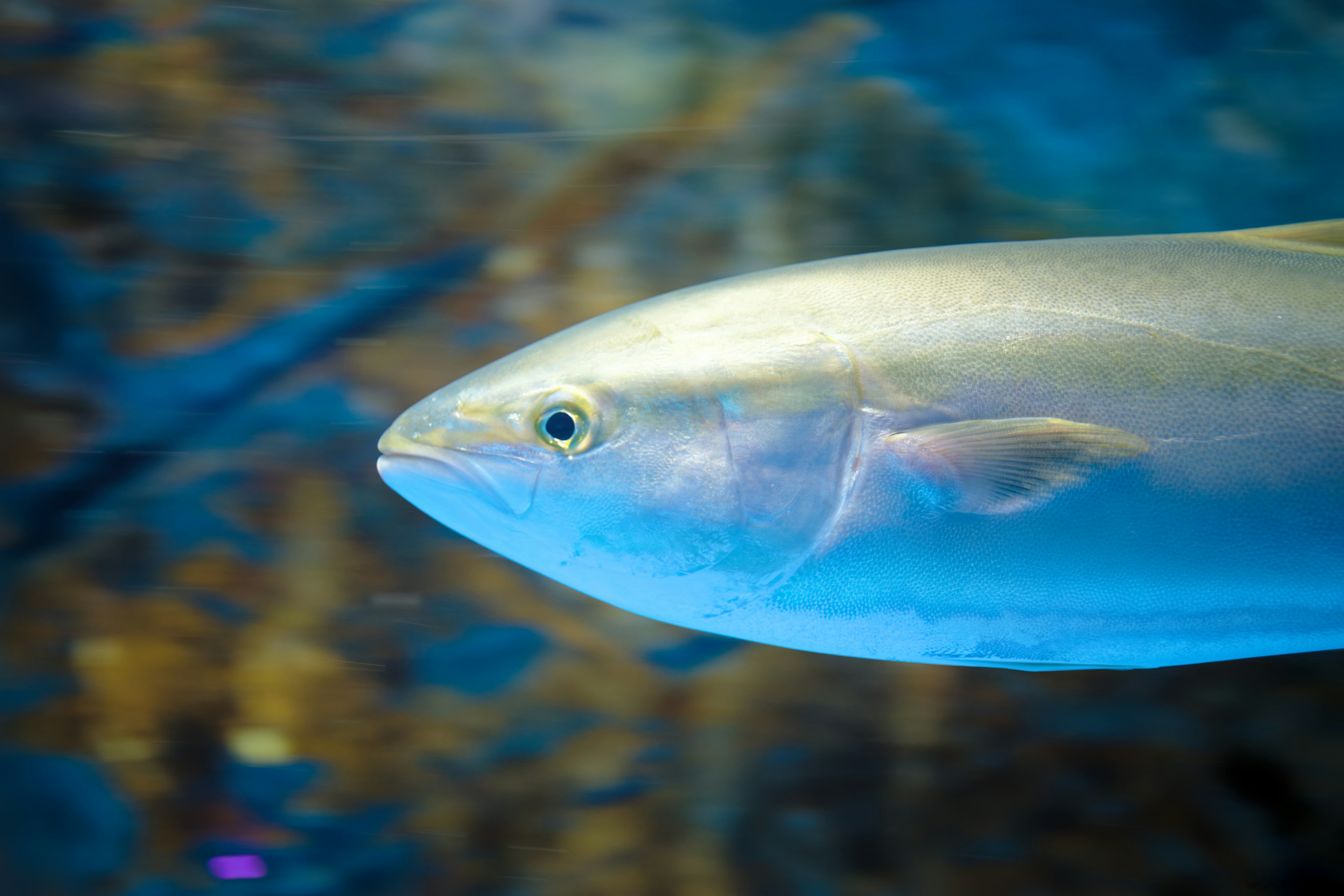 Primo piano di un pesce che nuota in acqua blu