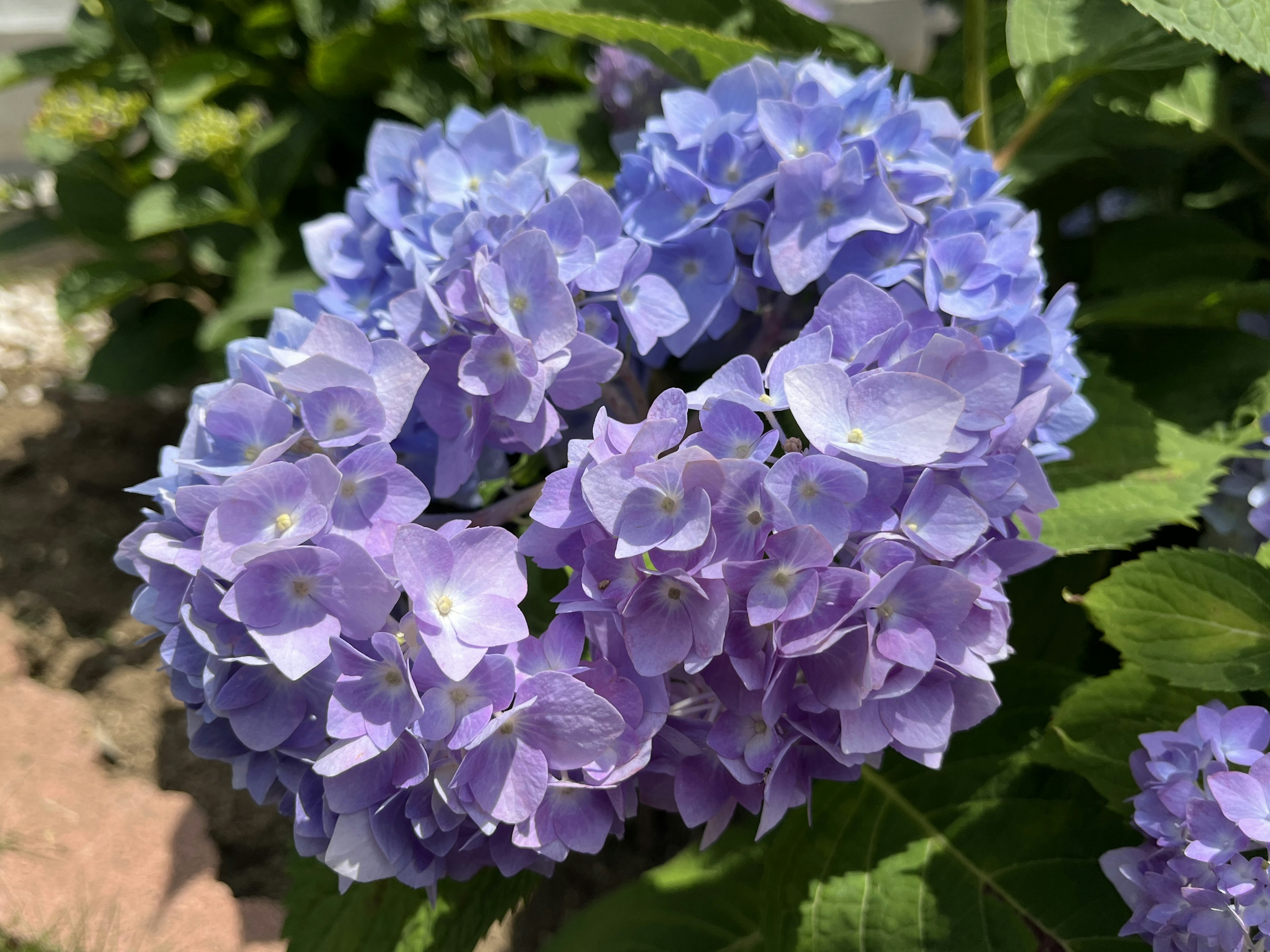 Ein Cluster von blau-lila Hortensienblüten in voller Blüte