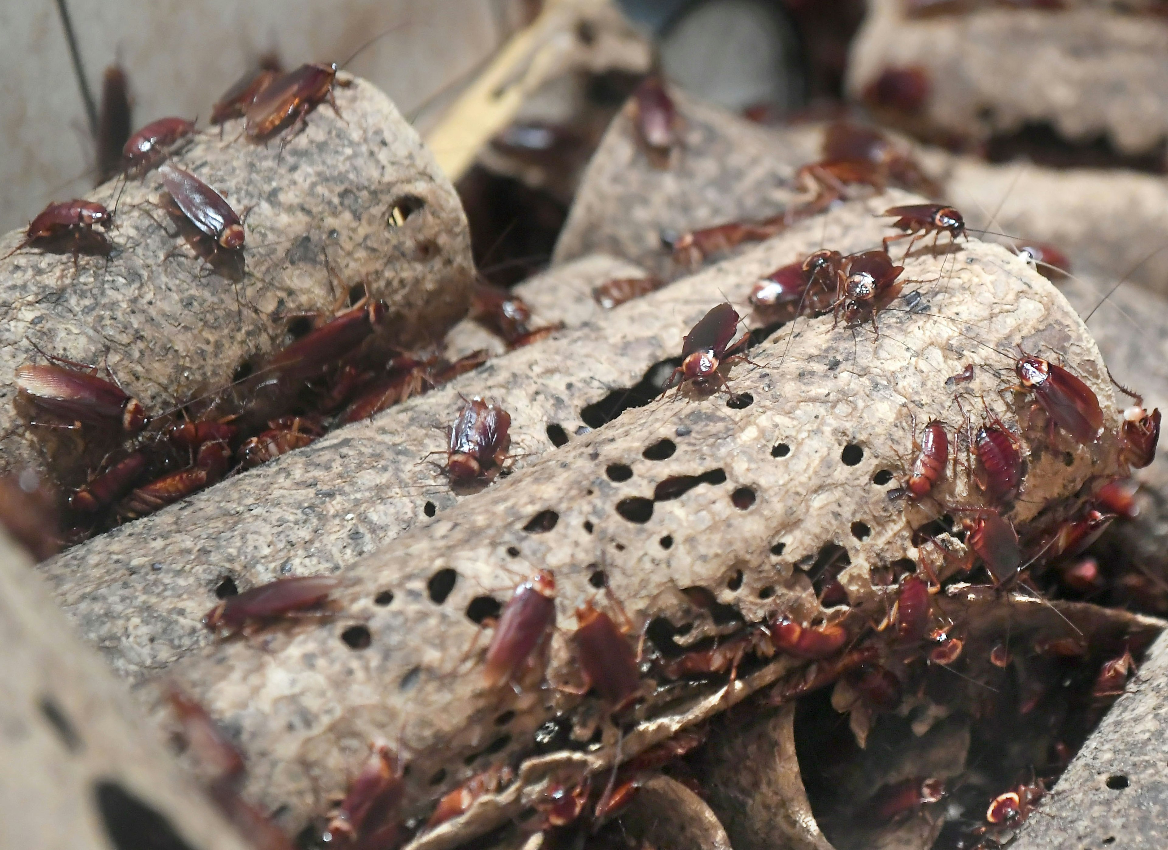 A cluster of crickets on wooden logs