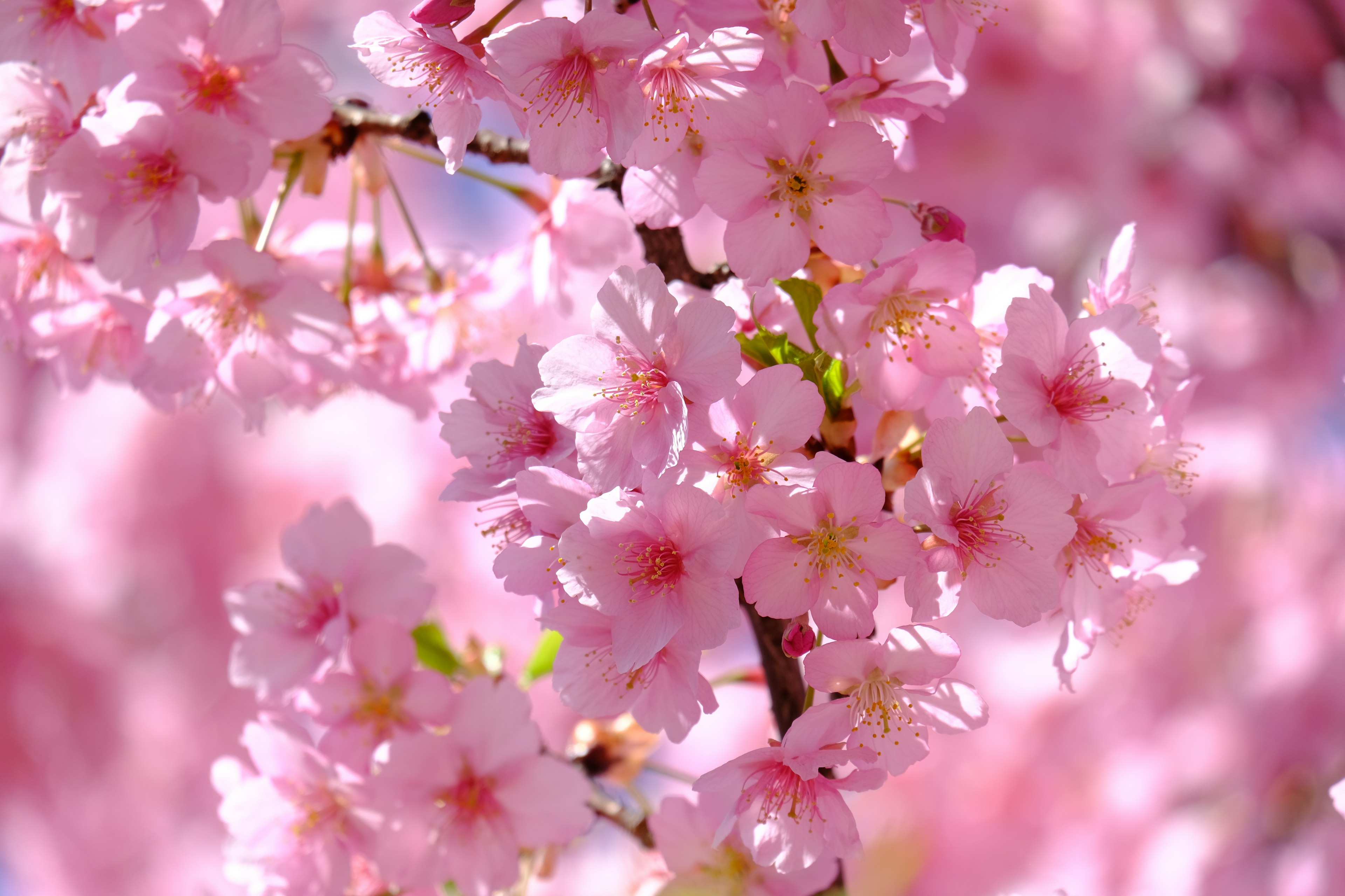 Close-up of cherry blossoms on a branch