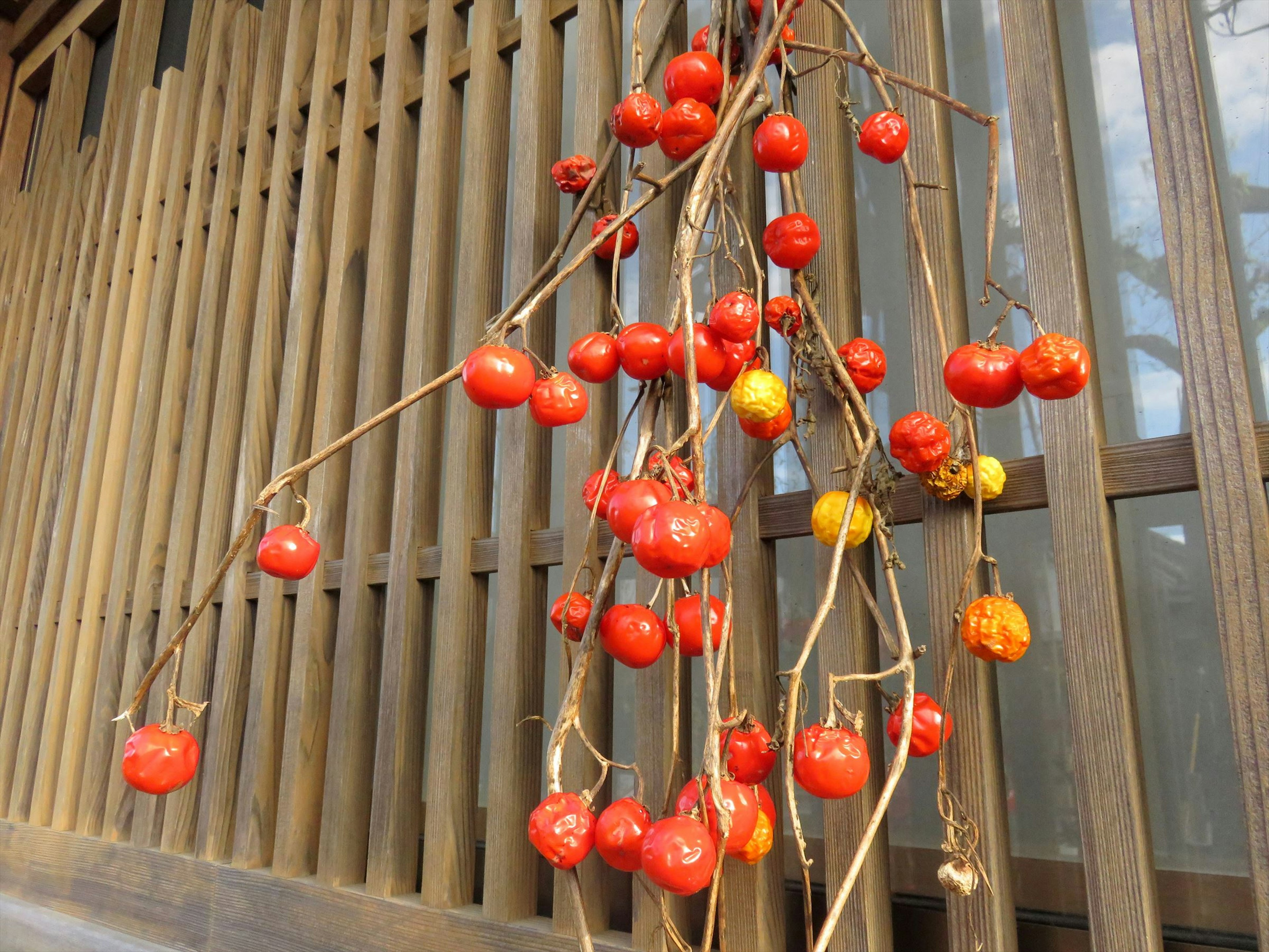 Branche avec des fruits rouges et jaunes suspendue contre un mur en bois