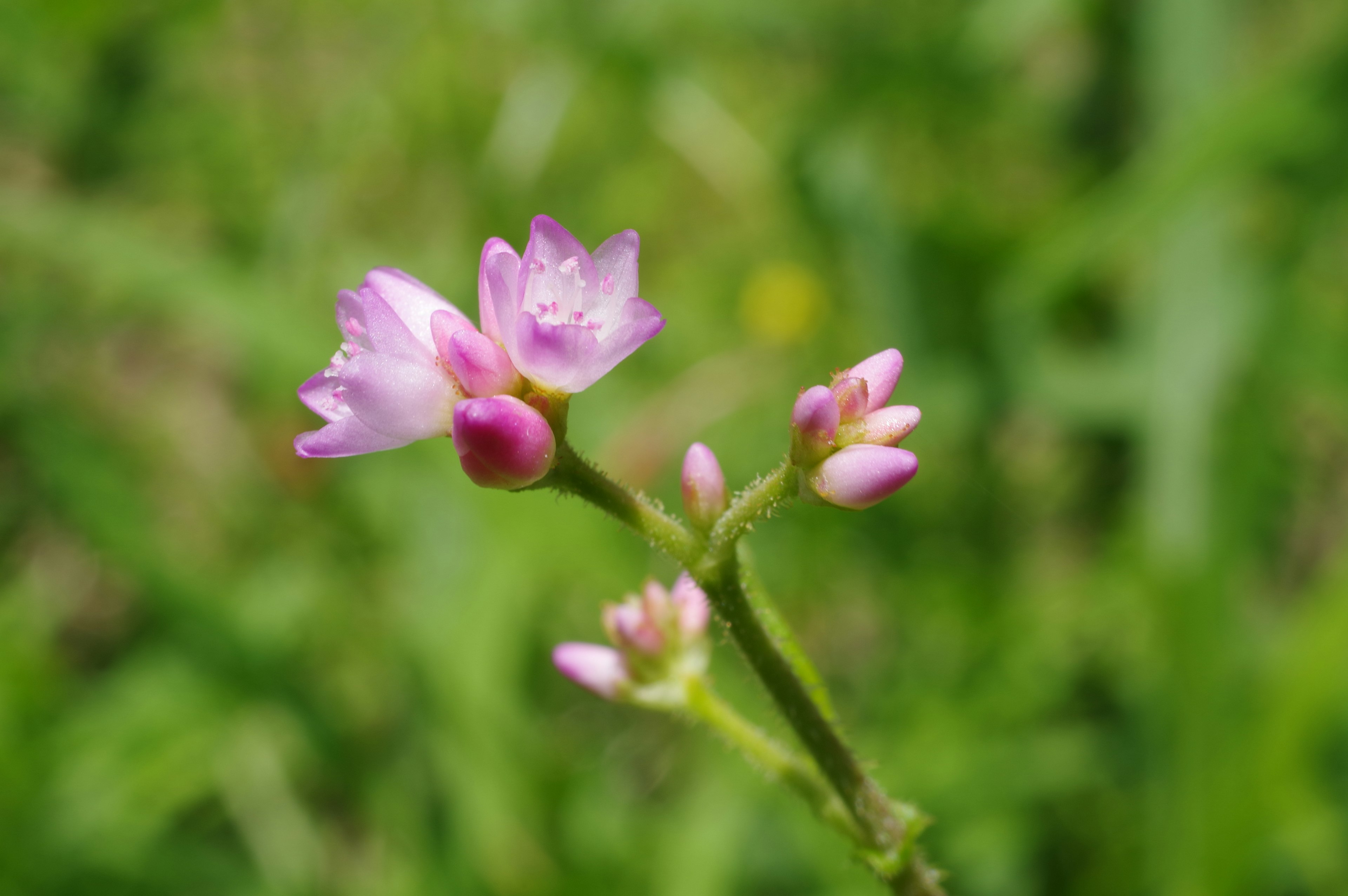 緑の背景に咲く小さなピンクの花とつぼみ