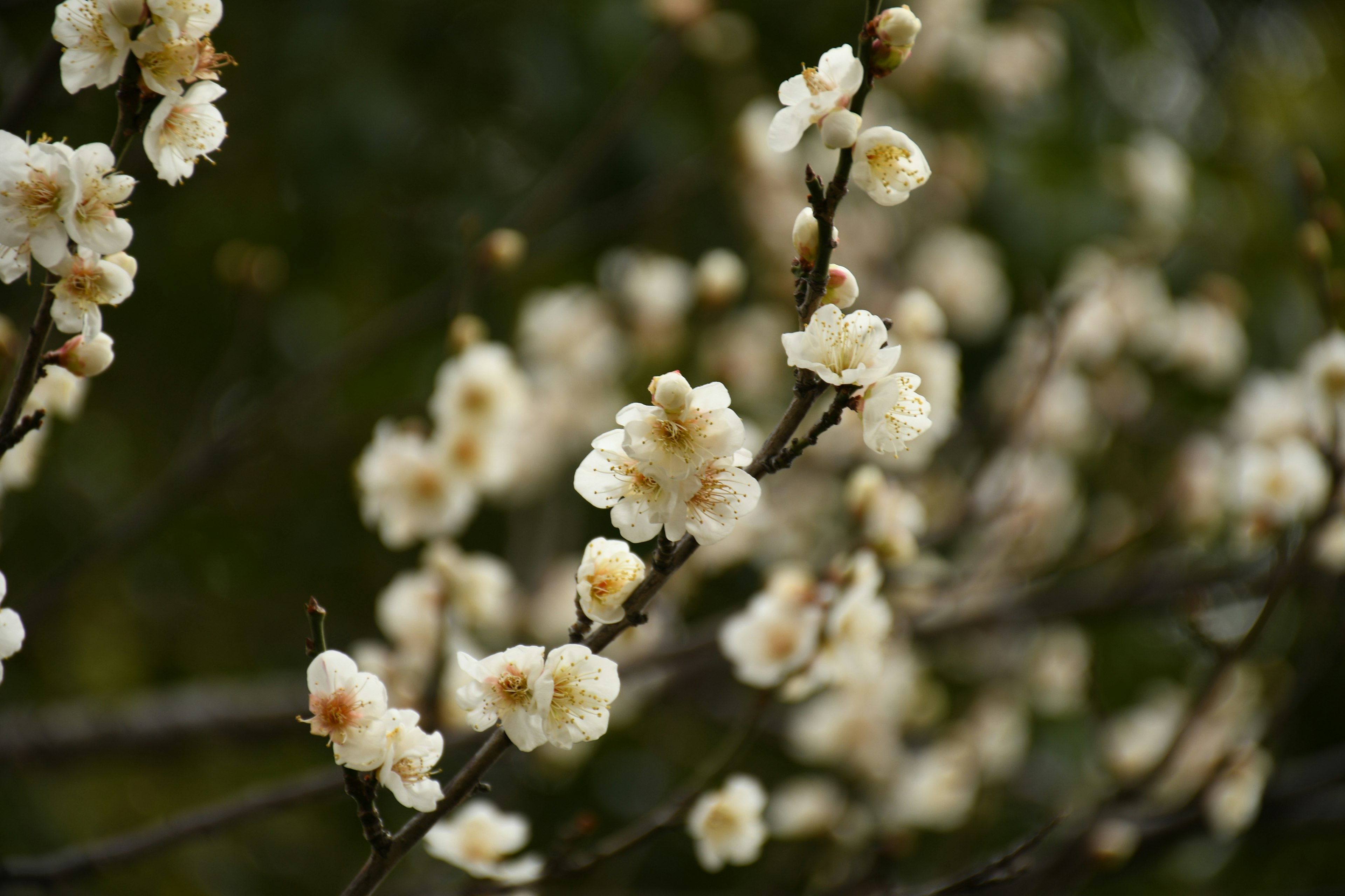 Nahaufnahme von Ästen mit weißen Blüten vor einem verschwommenen Hintergrund