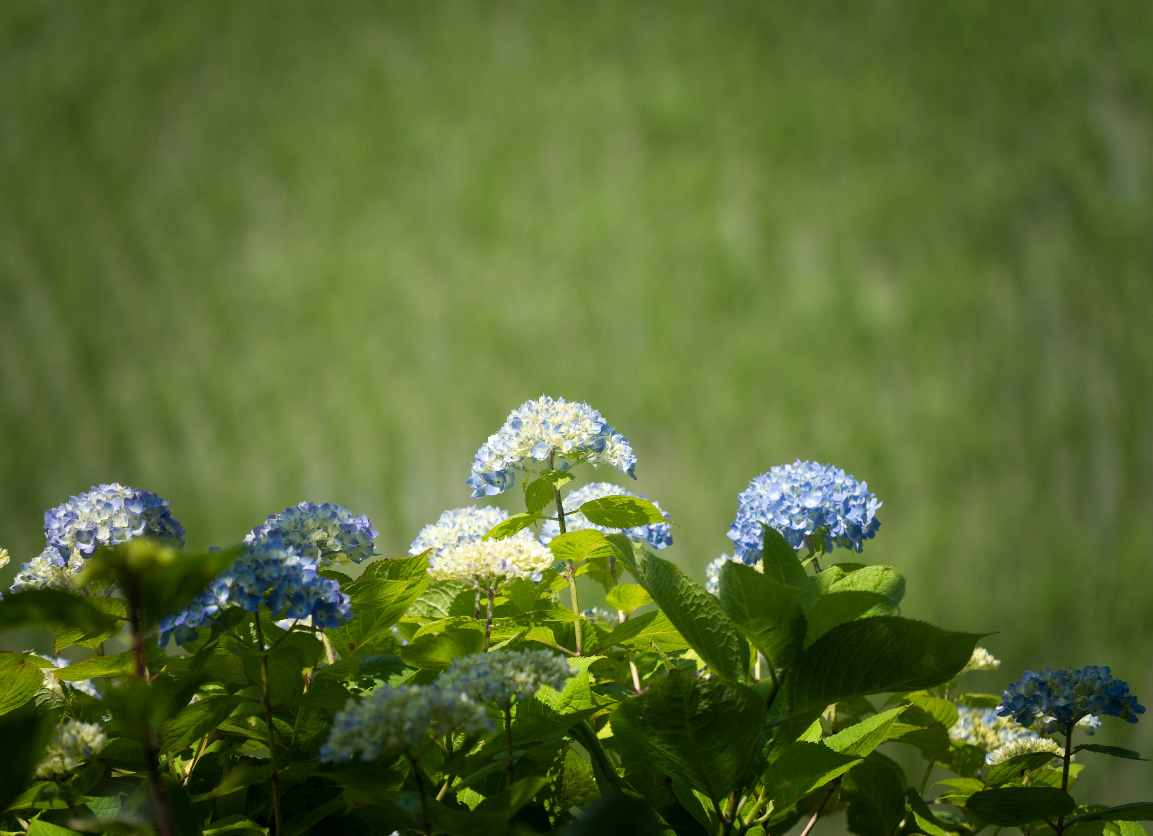 Primo piano di ortensie con fiori blu e foglie verdi