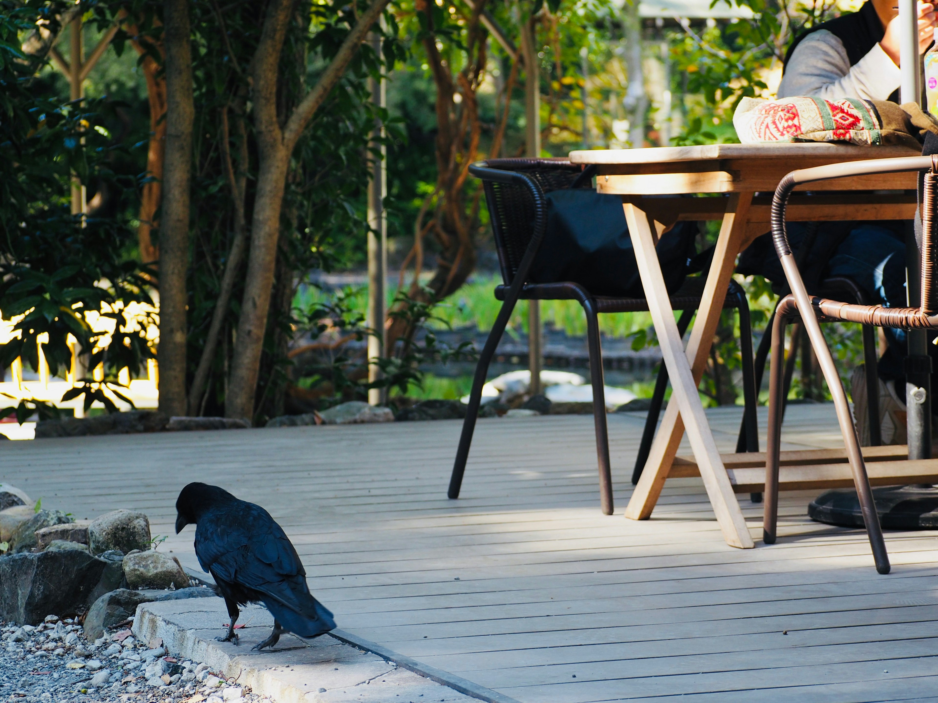 Un cuervo negro de pie en una terraza de madera con vegetación al fondo